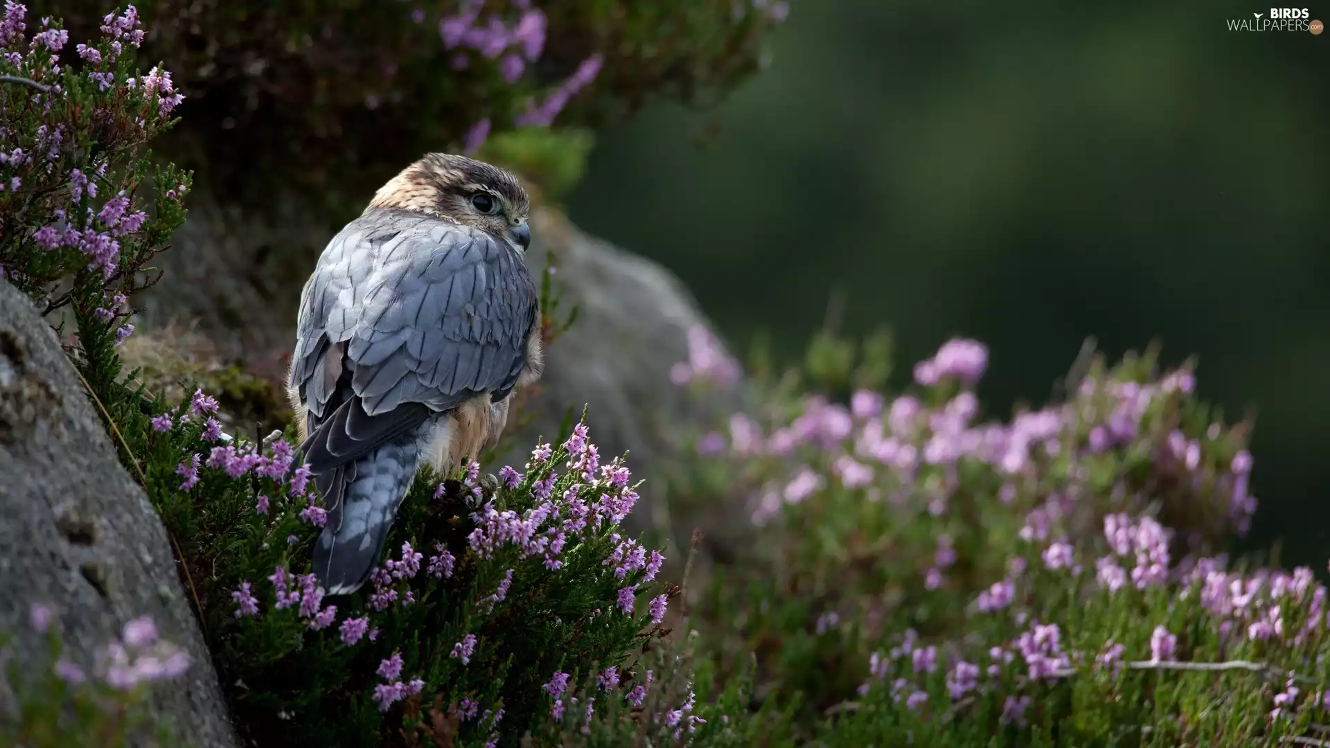 falcon, heathers