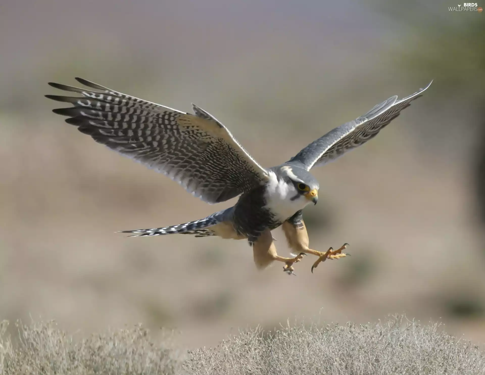 landing, wings, claws, falcon