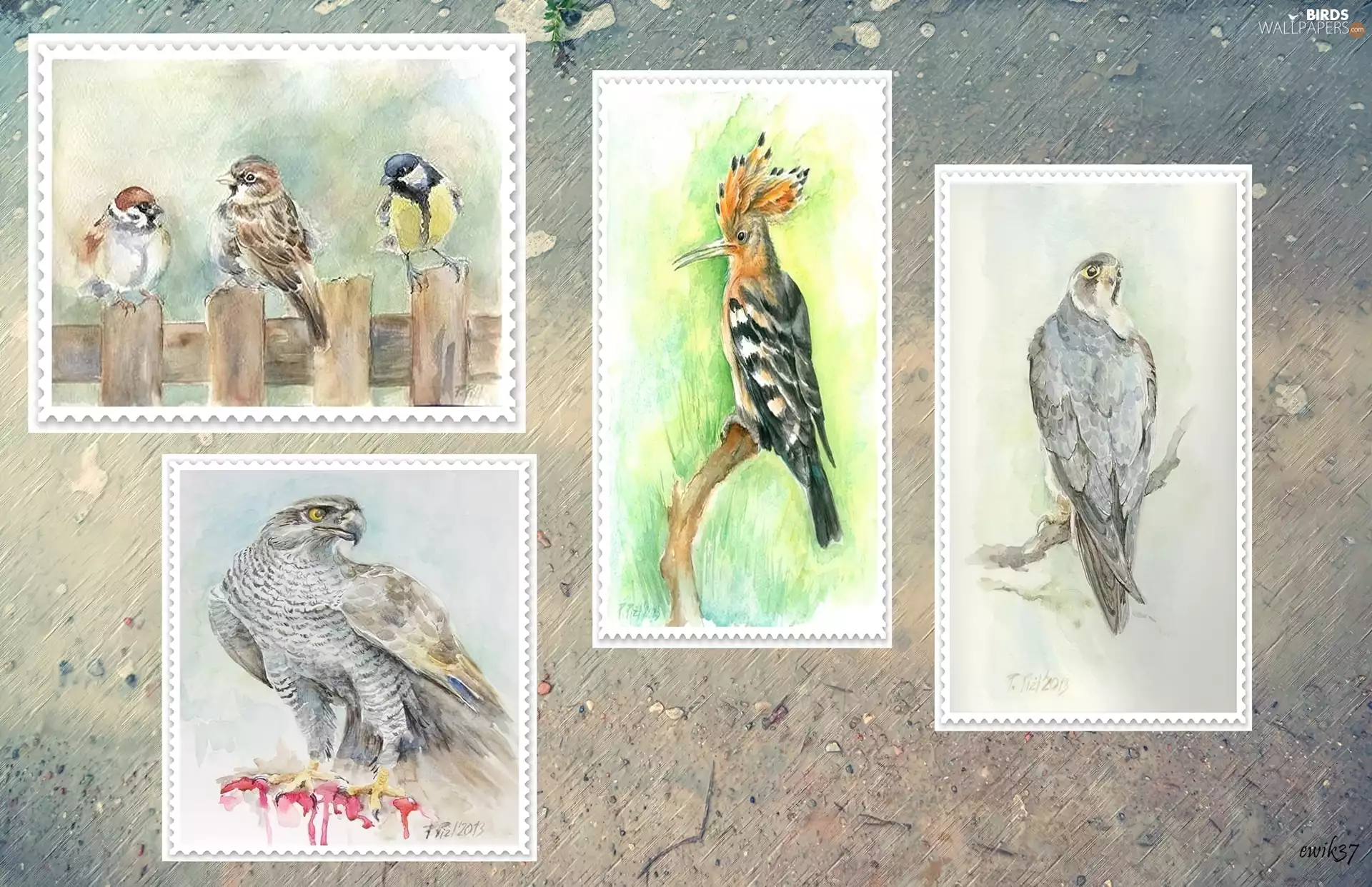 booby, drawings, sparrow, falcon, birds, hawk, tit