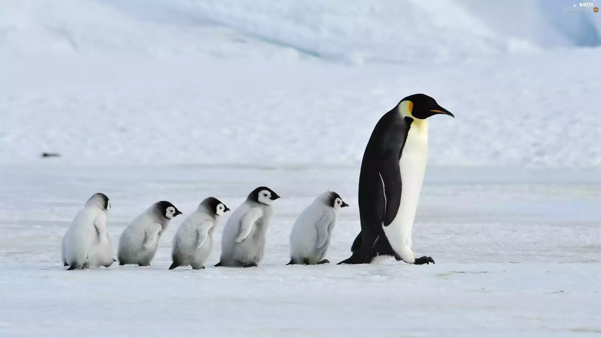 penguin, winter, snow, Family
