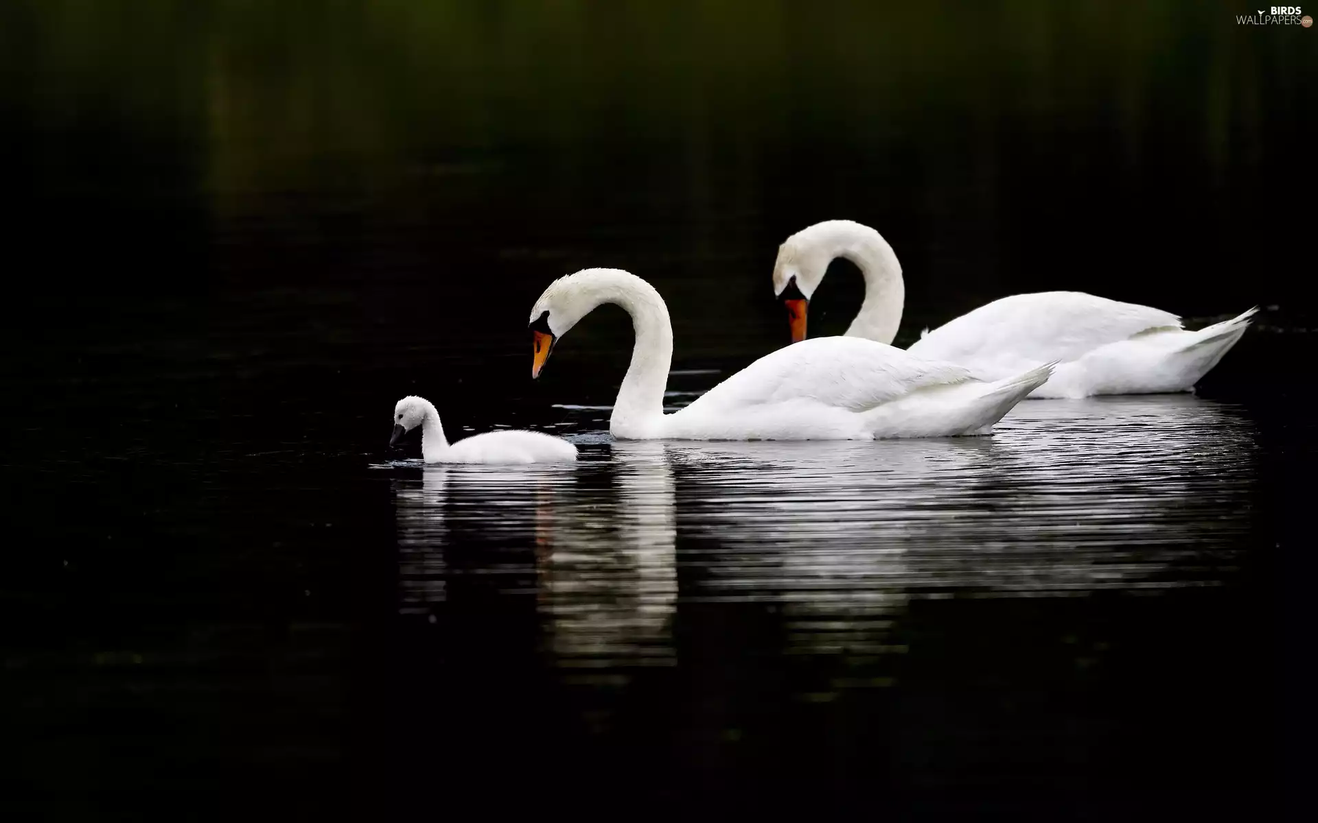 Family, swanlike