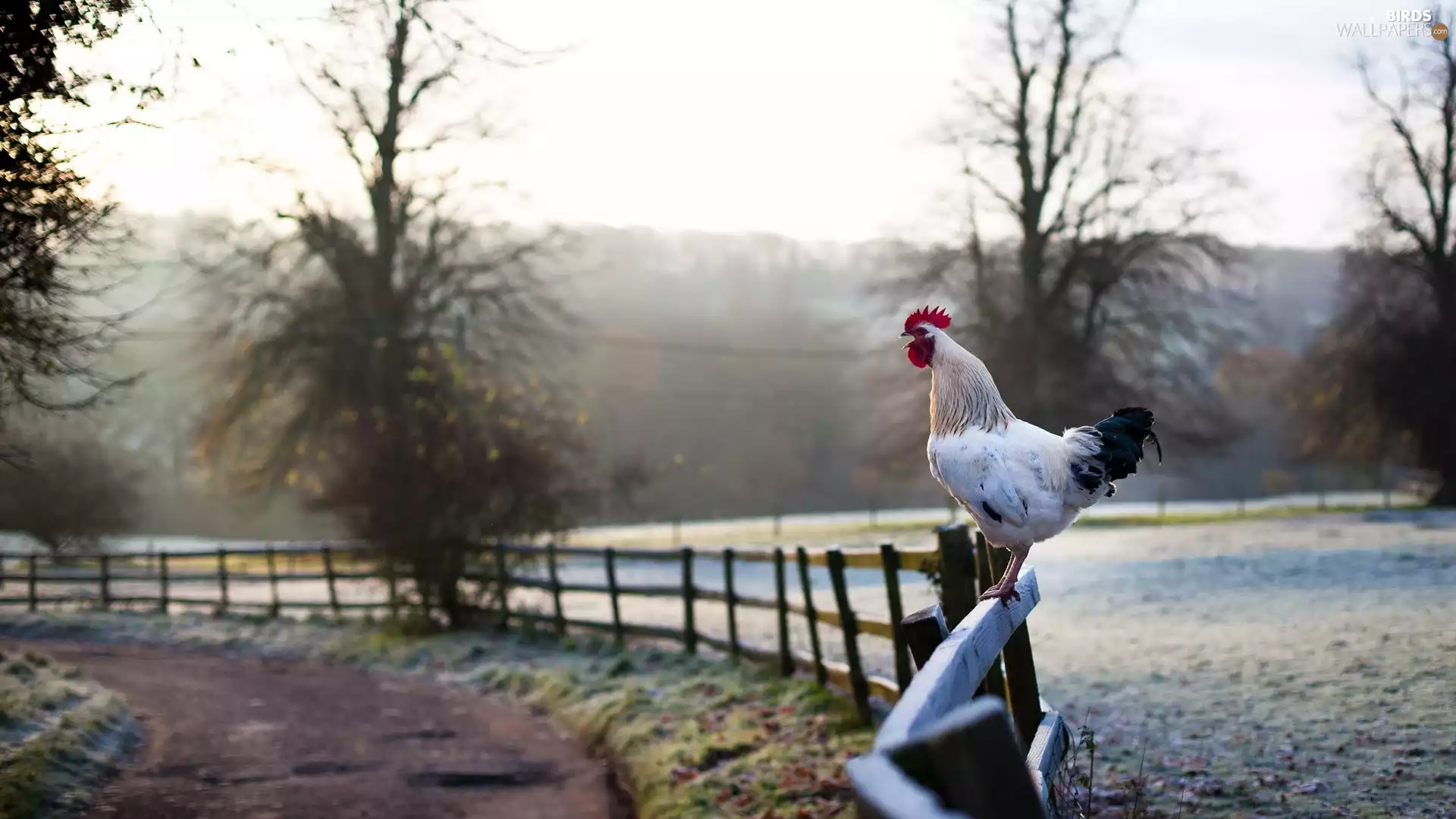 rooster, trees, viewes, Fance