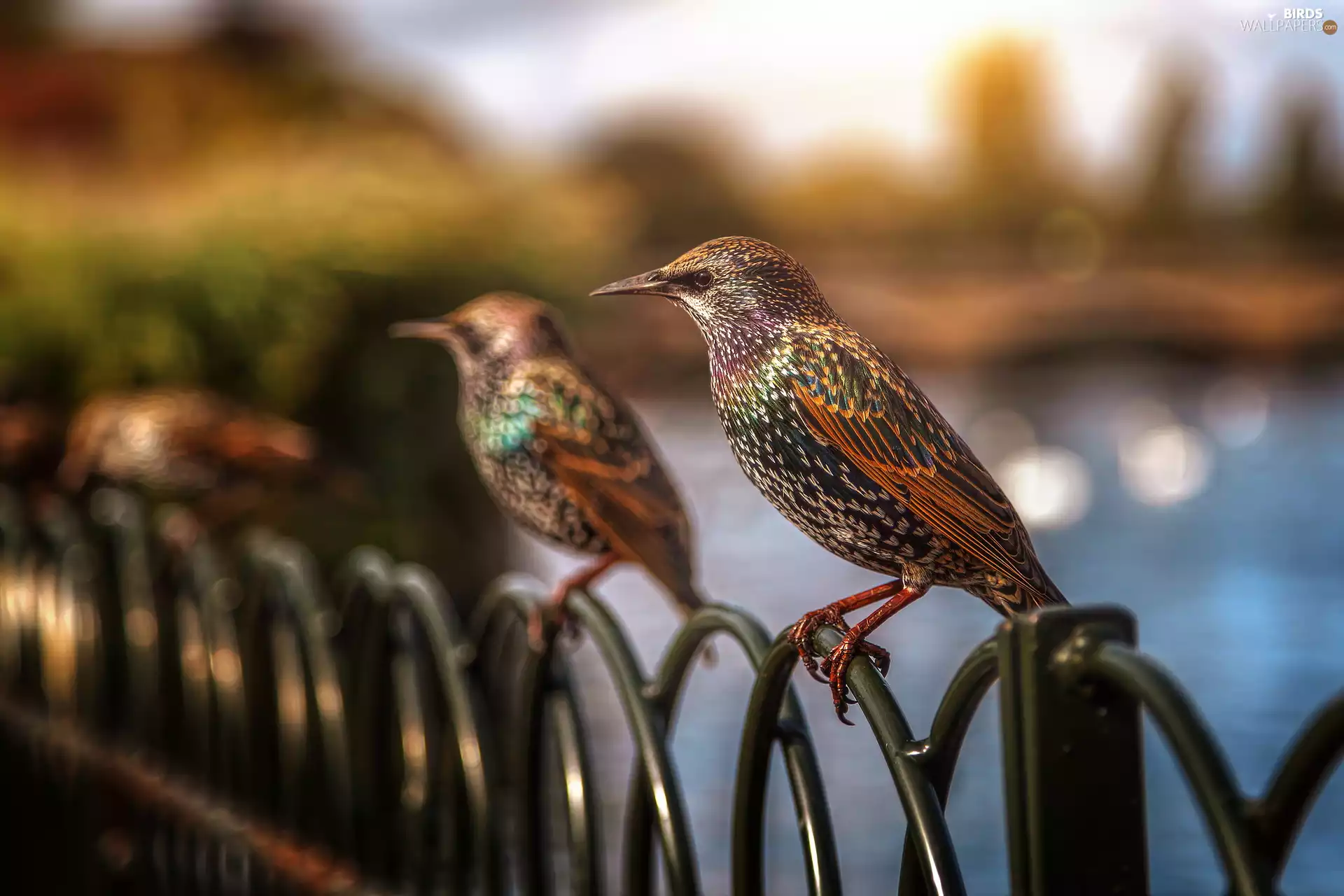 Fance, birds, starling