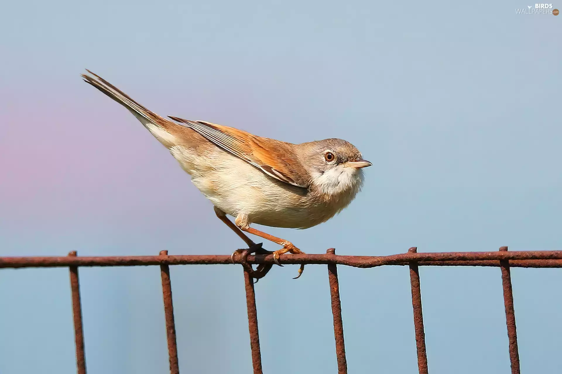 Fance, Bird, whitethroat