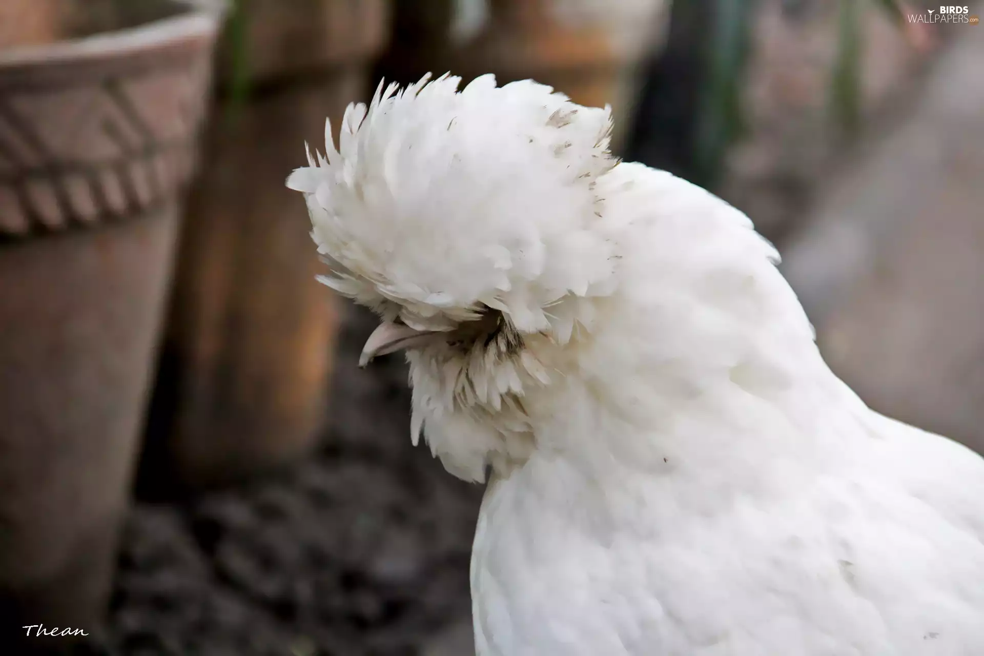 fancy, White, chicken
