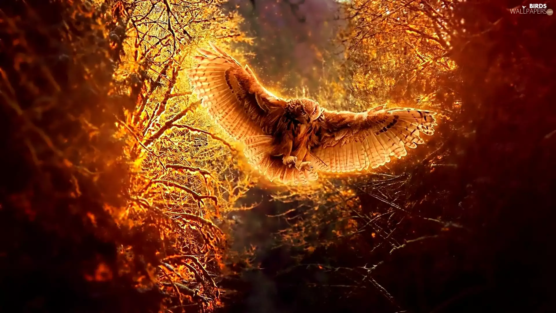 fantasy, owl, glamour