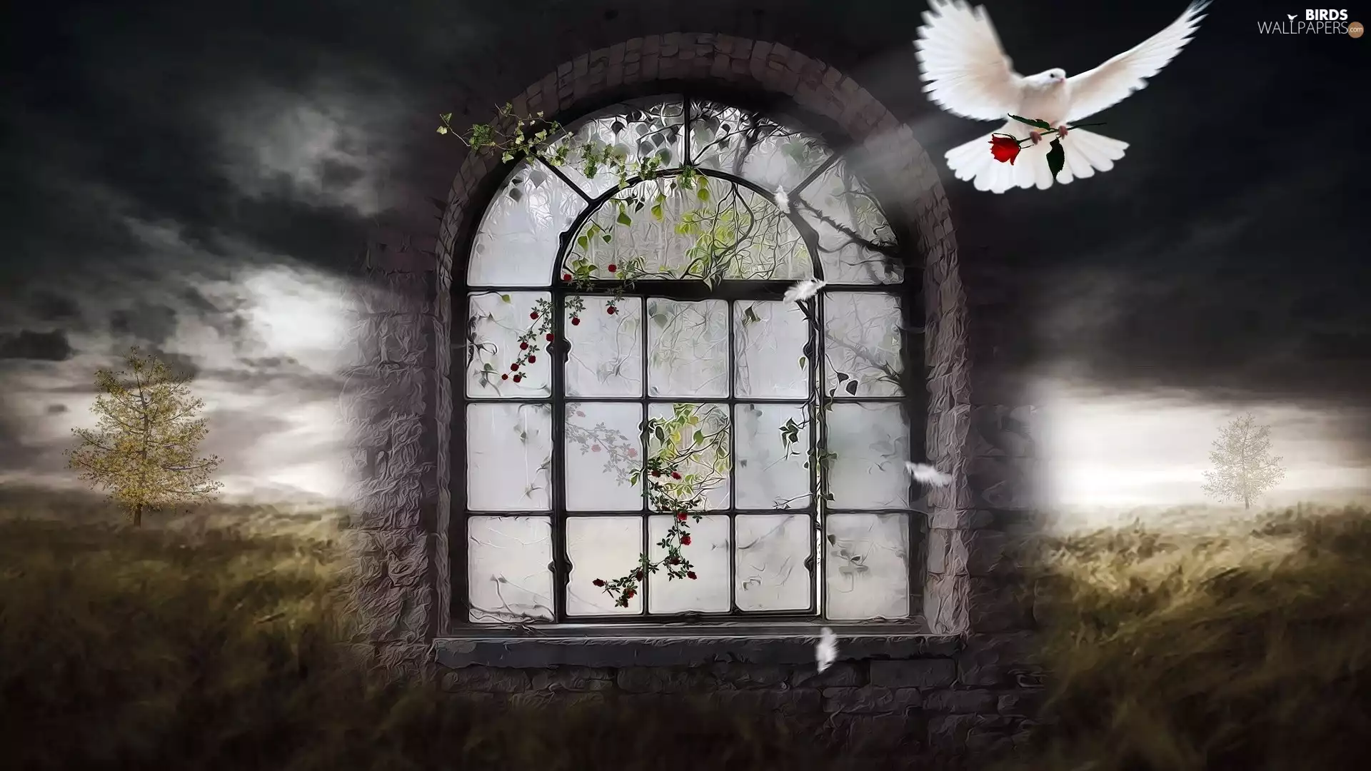 clouds, fantasy, Window, dark, pigeon