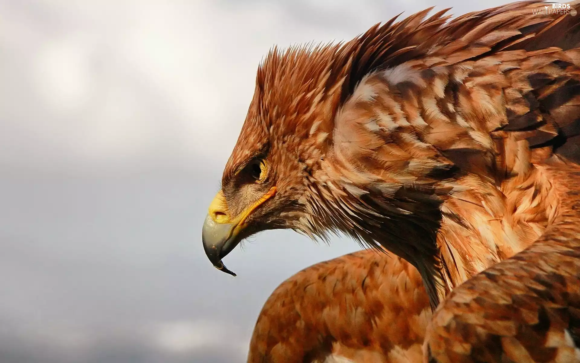 feather, eagle, Brown