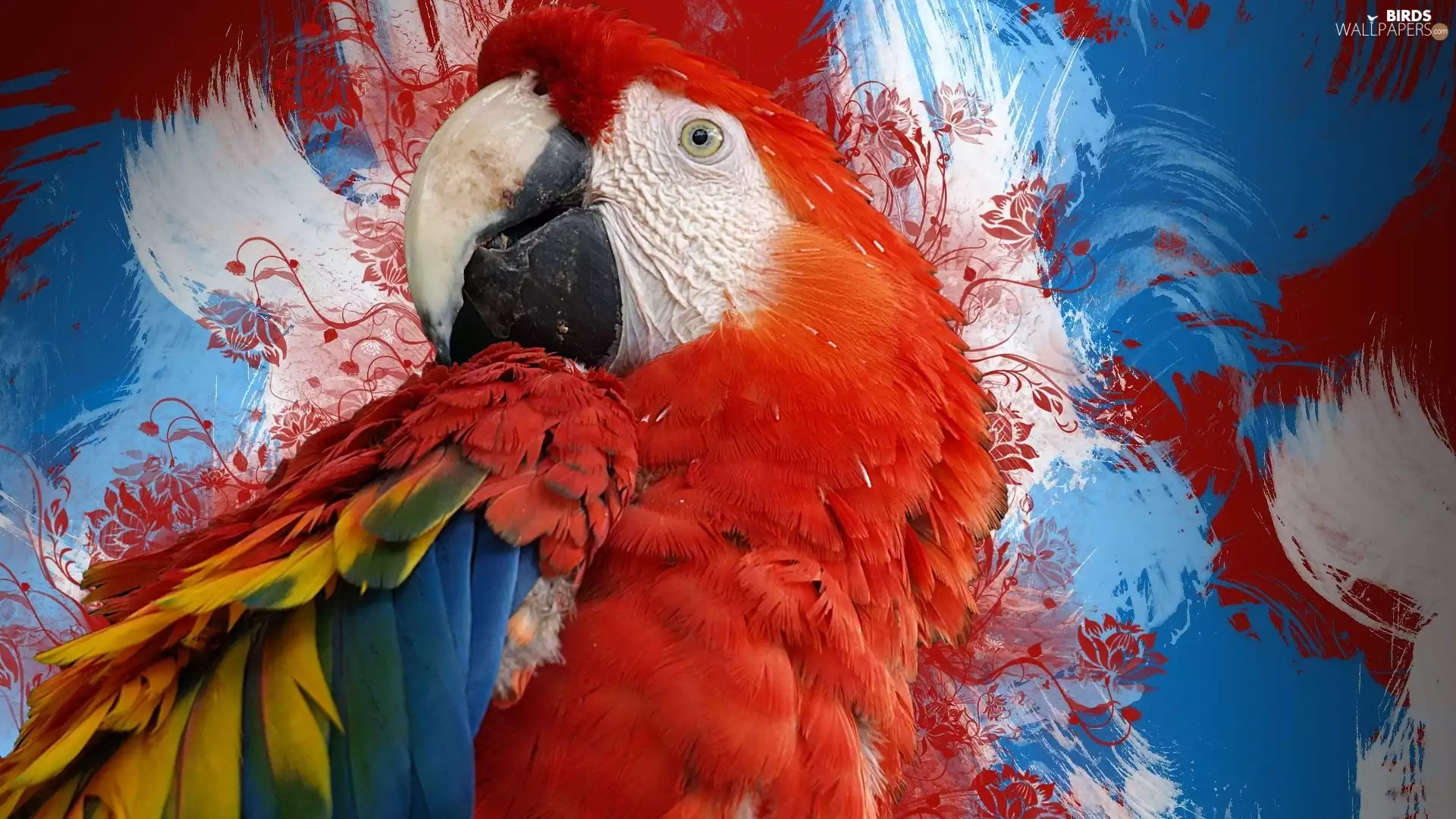 feather, parrot, color