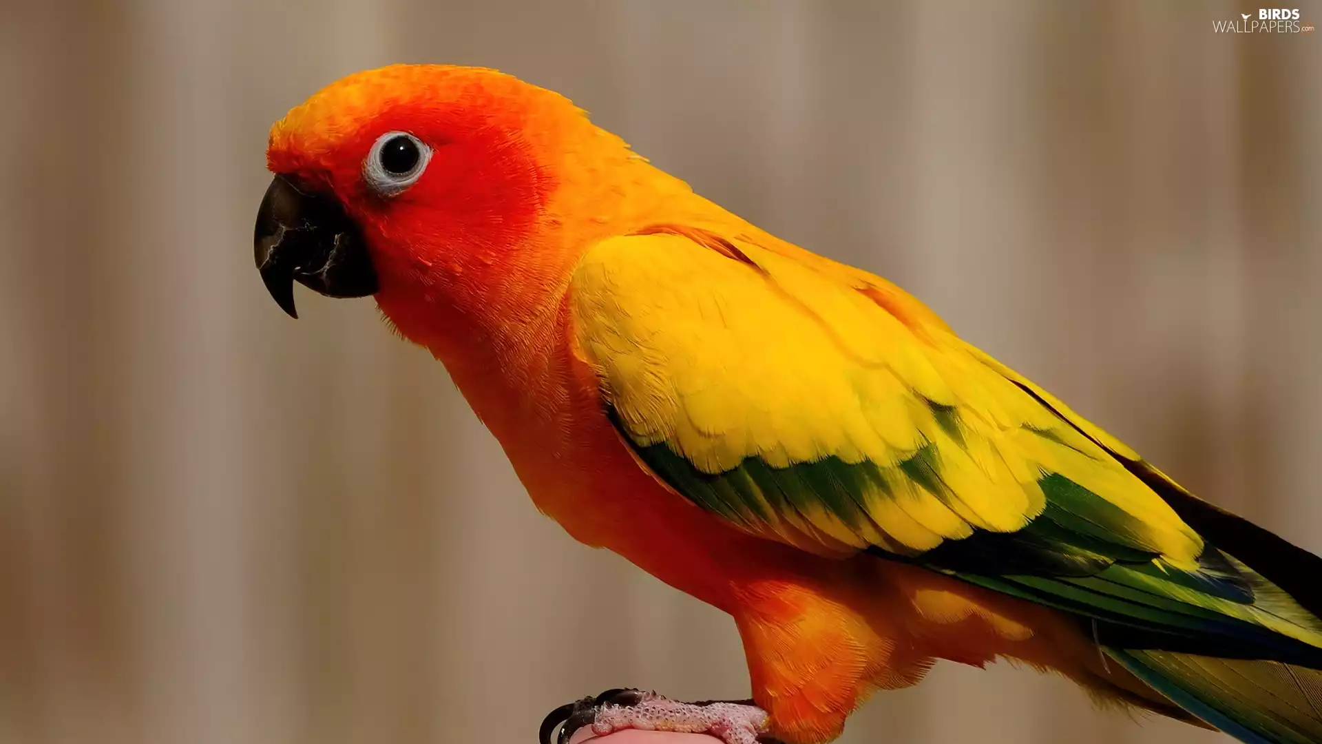 feather, parrot, color