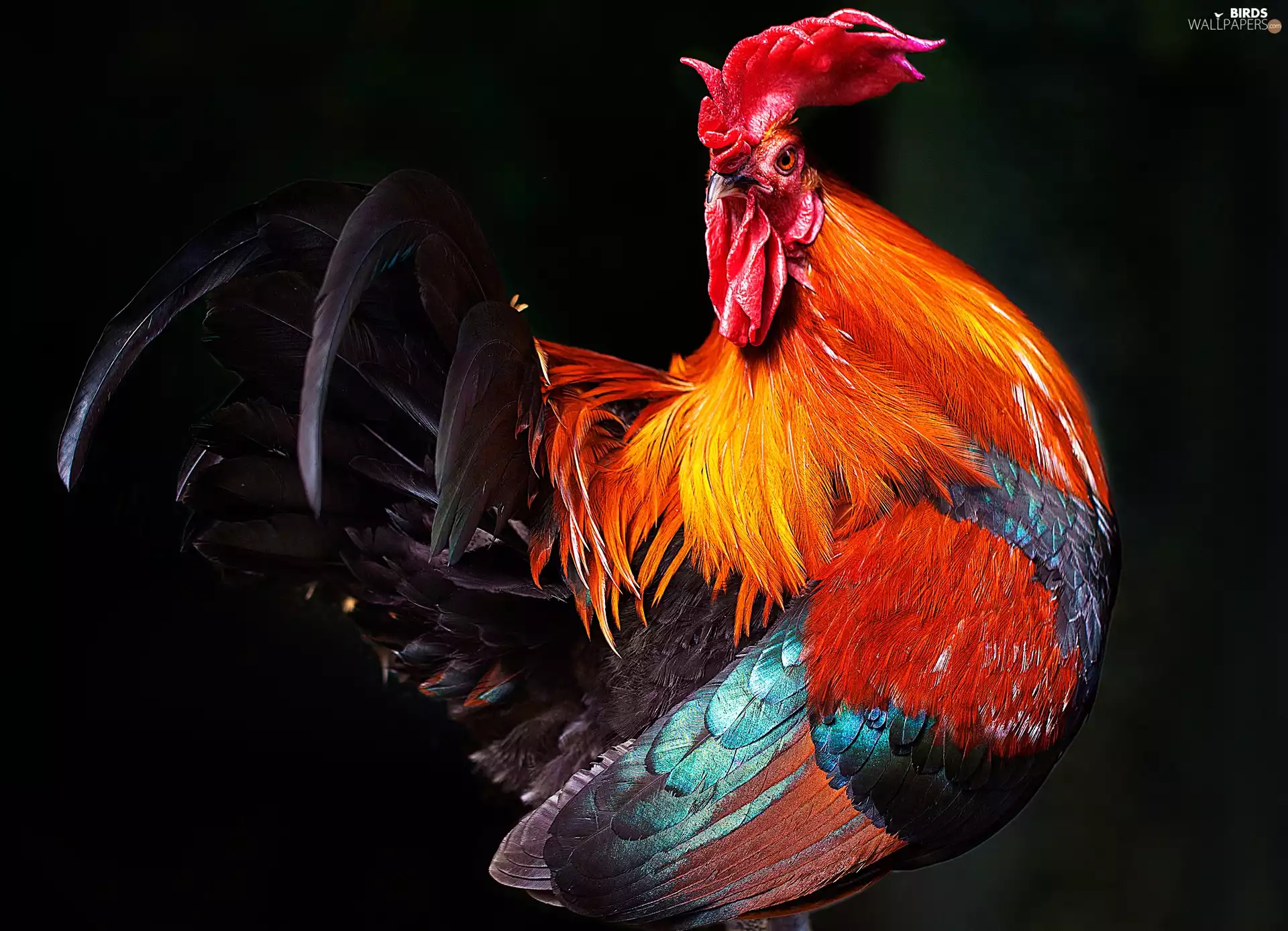 feather, rooster, color