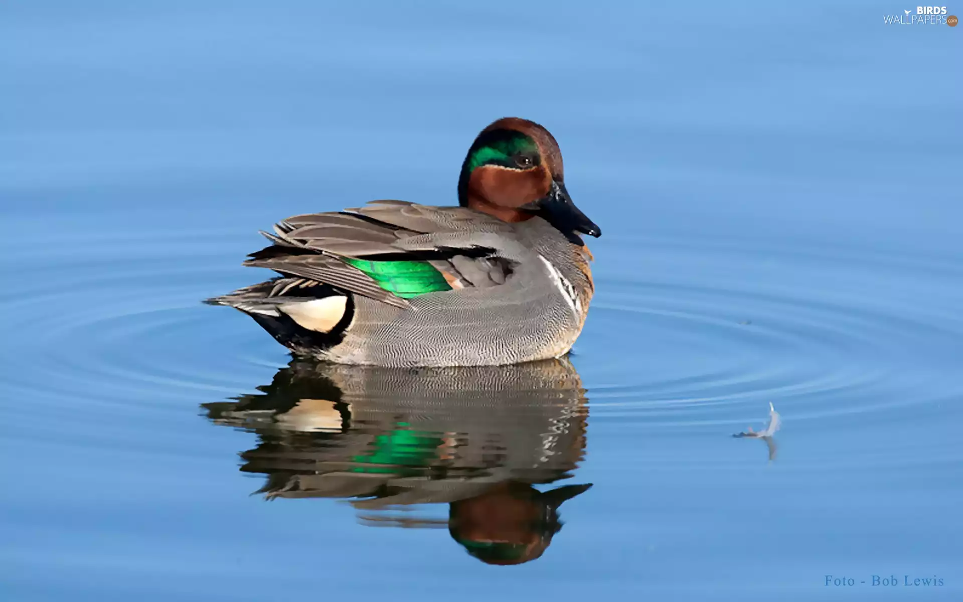 feather, garganey, drake