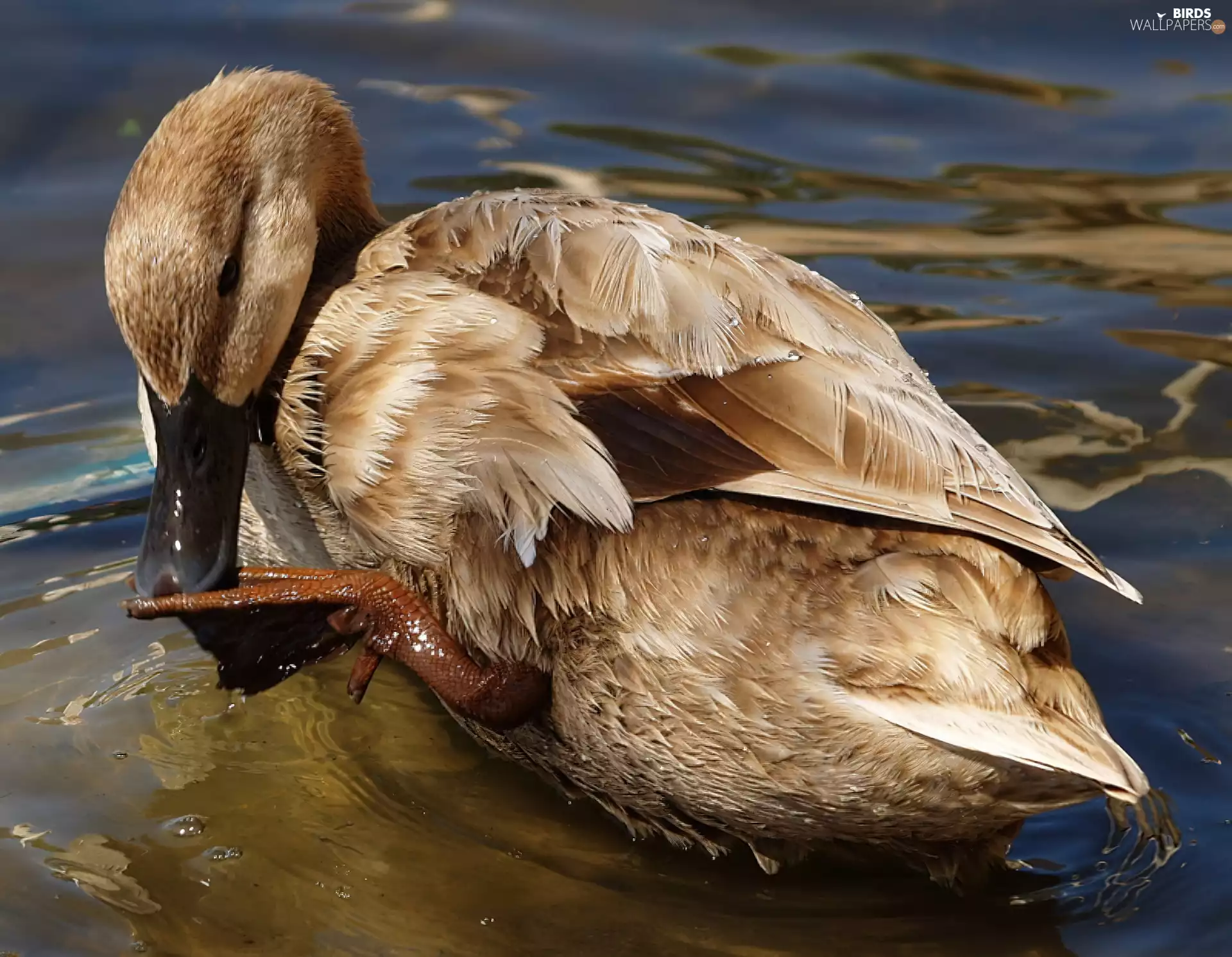duck, paw, water, feather