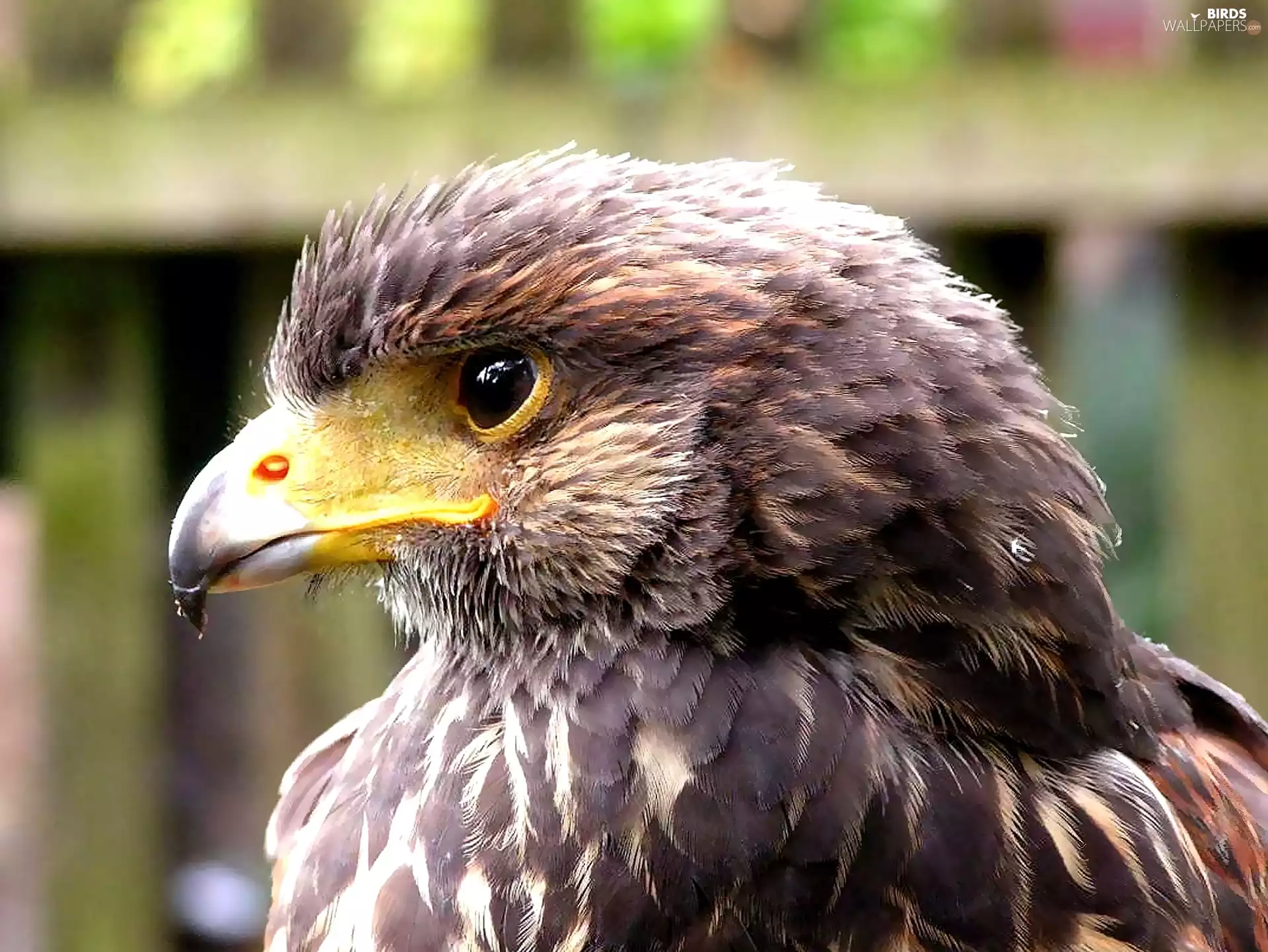 feather, buzzard, nose