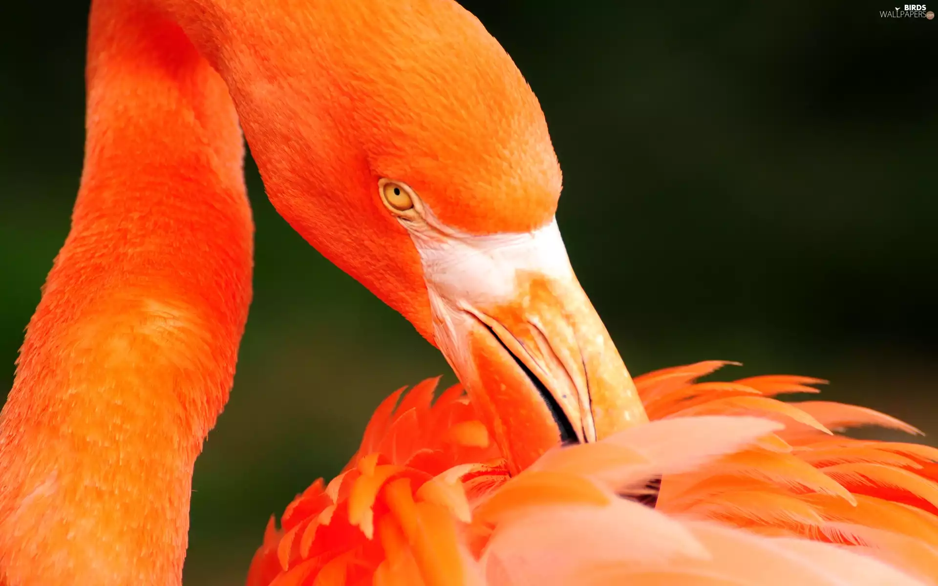 feather, flamingo, nose