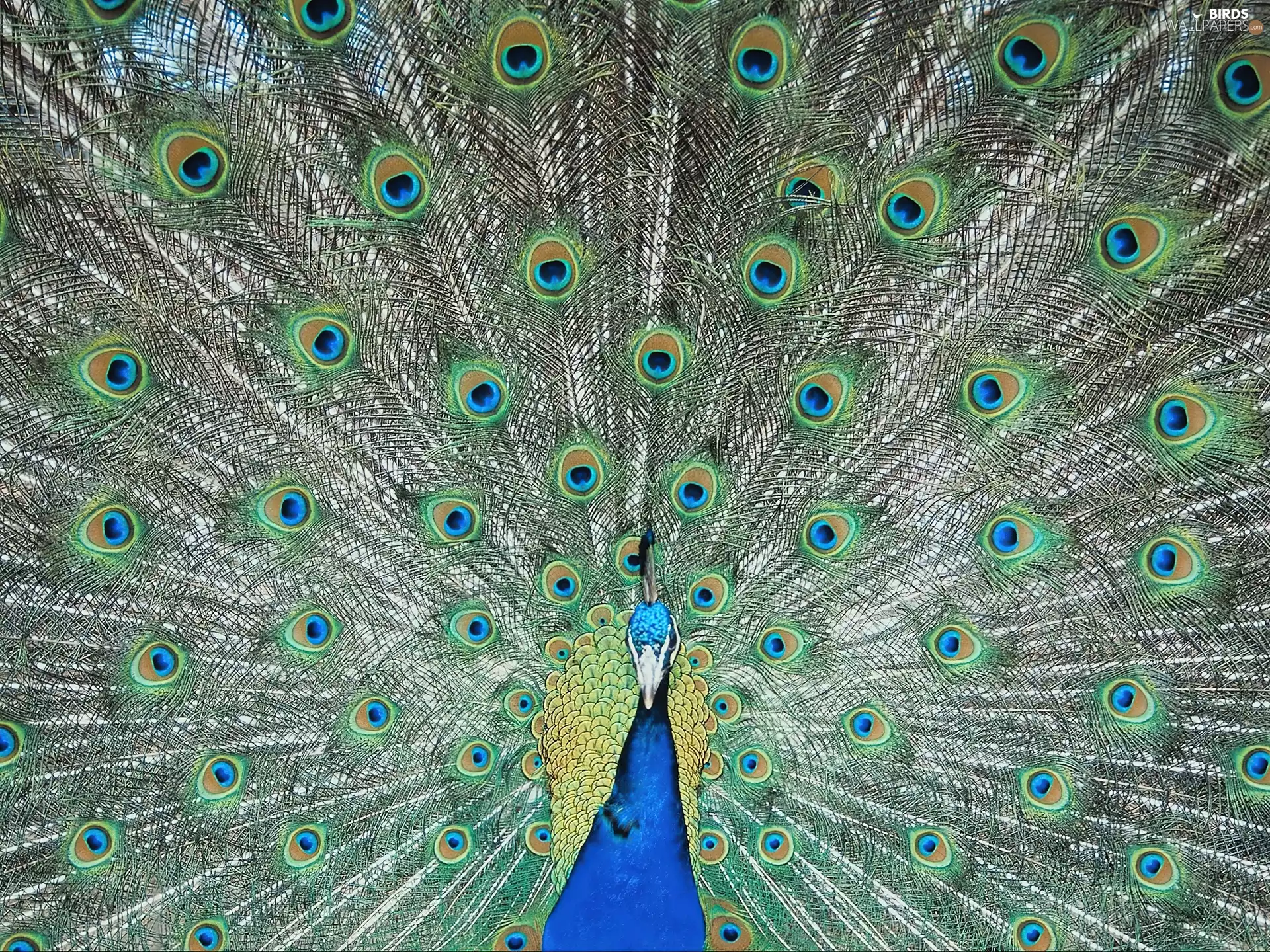 feather, blue, peacock