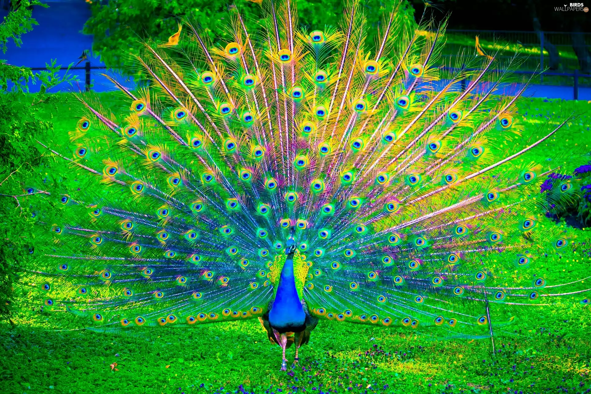 feather, color, peacock