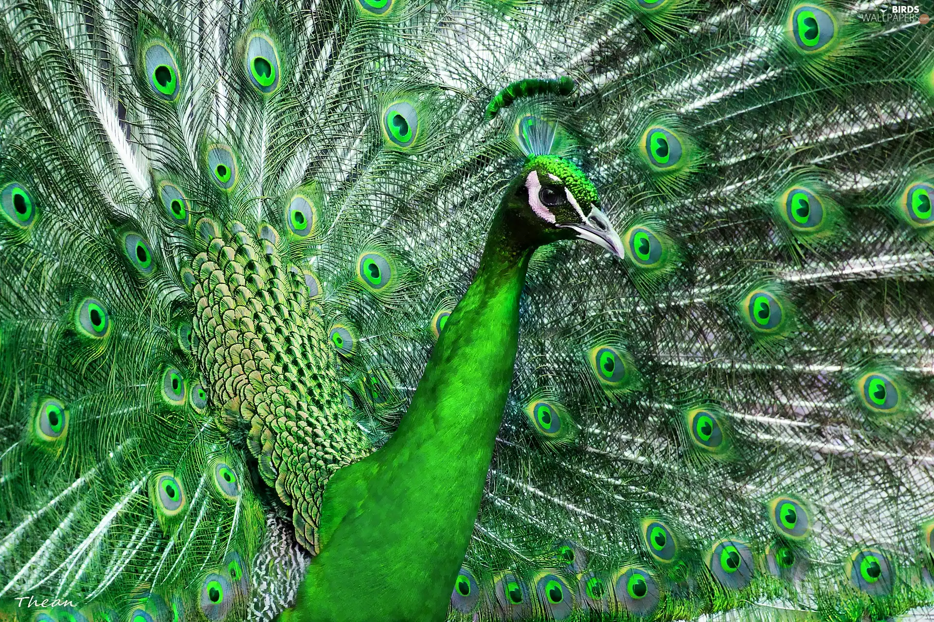 feather, Green, peacock