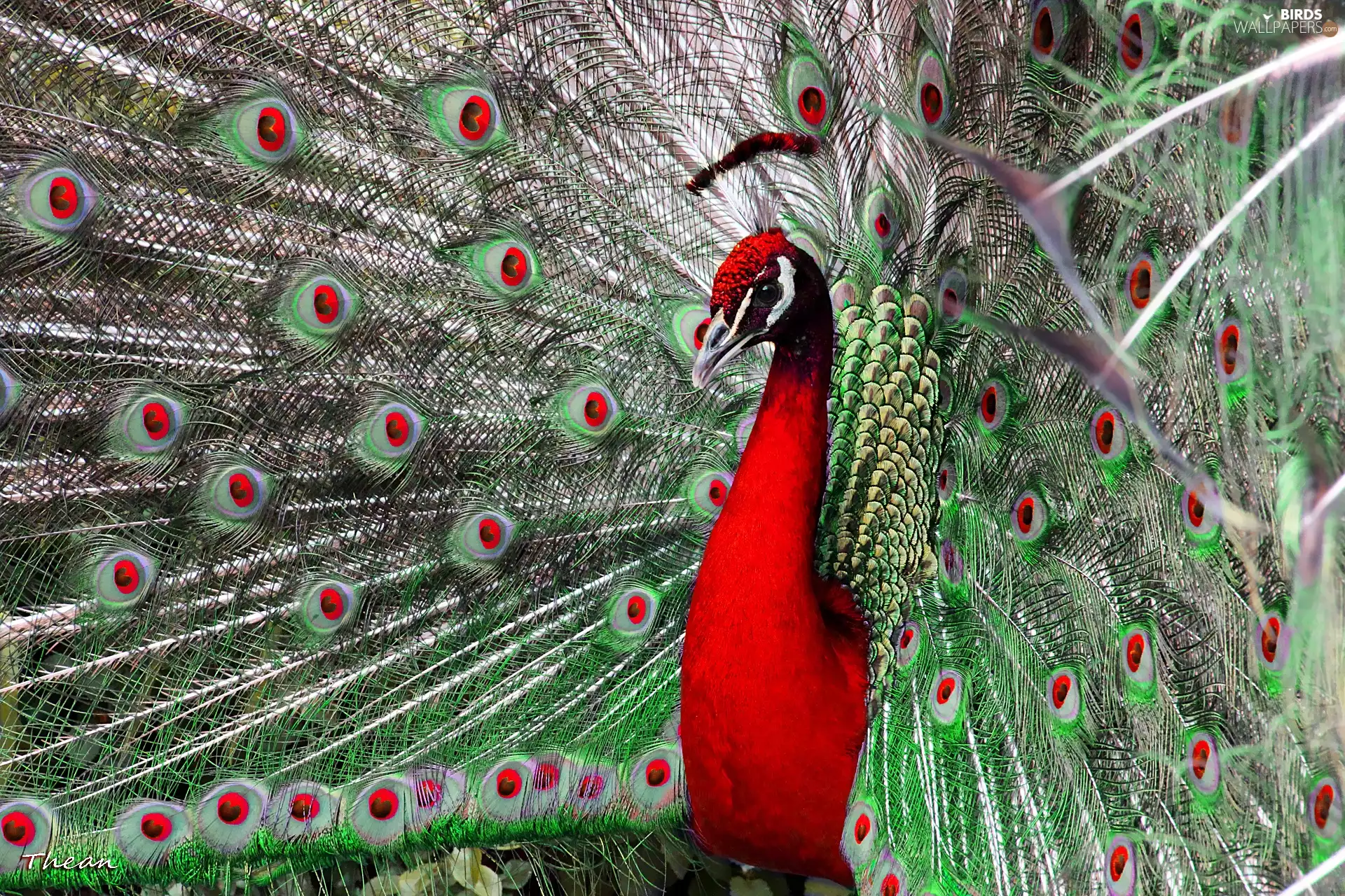 feather, Red, peacock