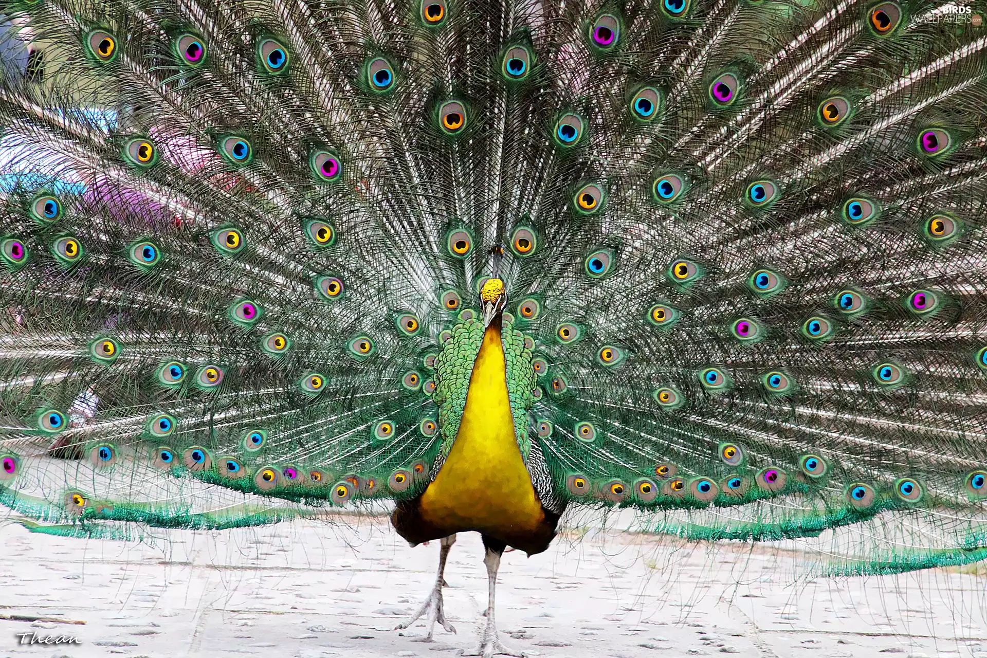 Eyes, feather, peacock, color, Yellow