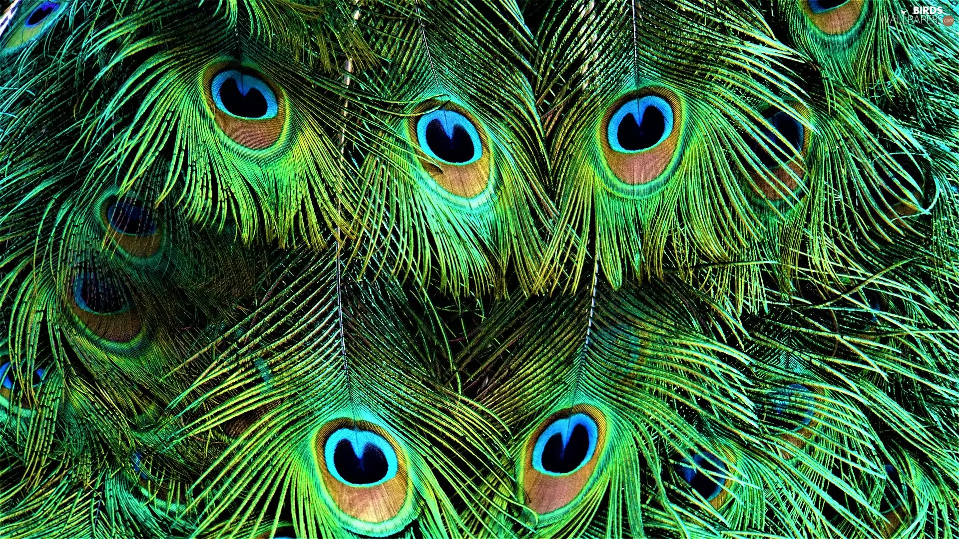 feather, background, peacocks