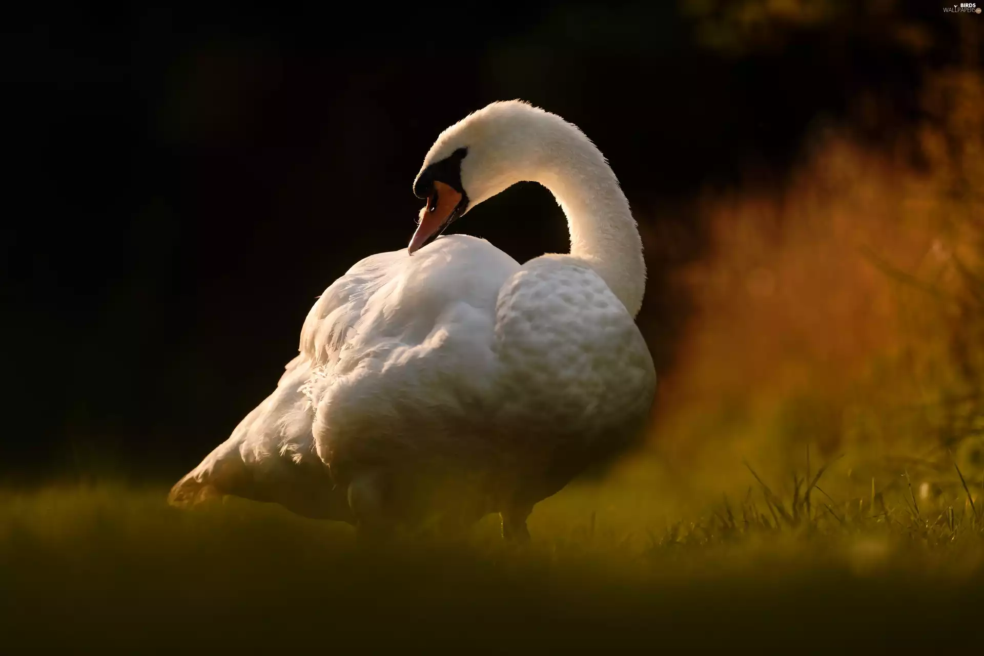 feather, White, Swans