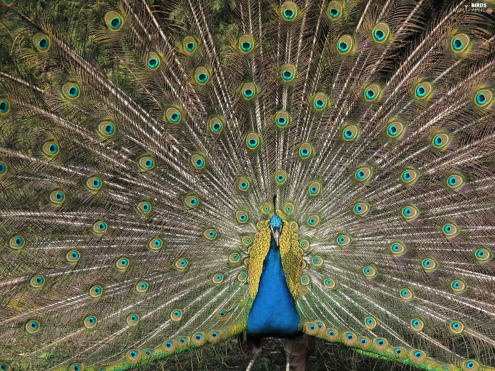 feather, peacock, tail