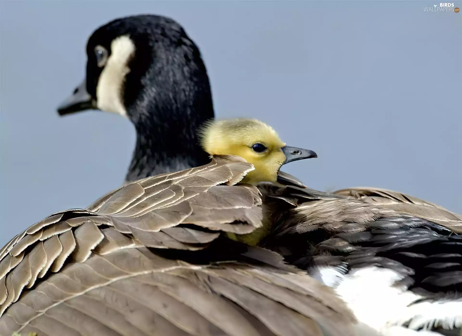feather, geese, young