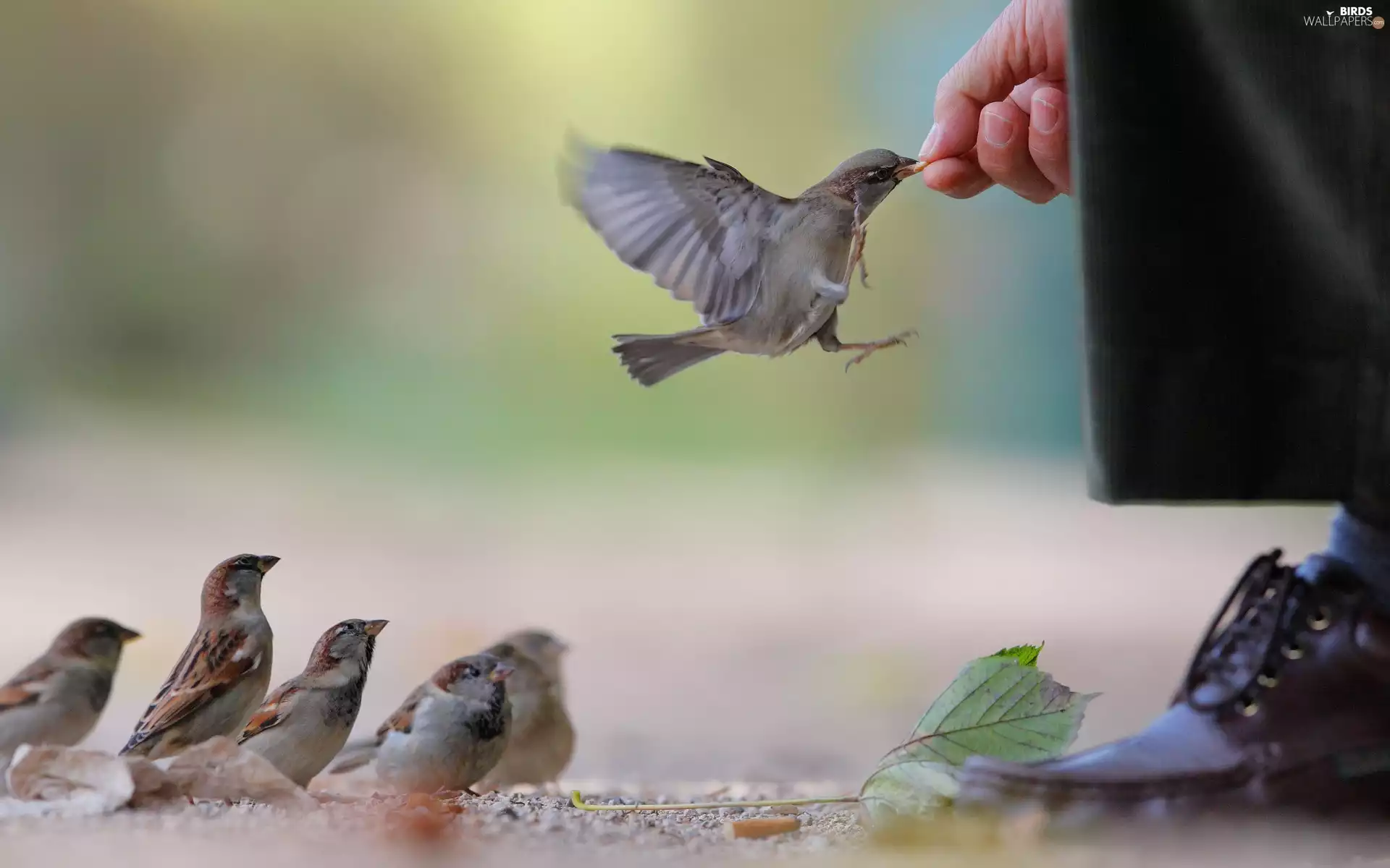 sparrows, by, human, fed