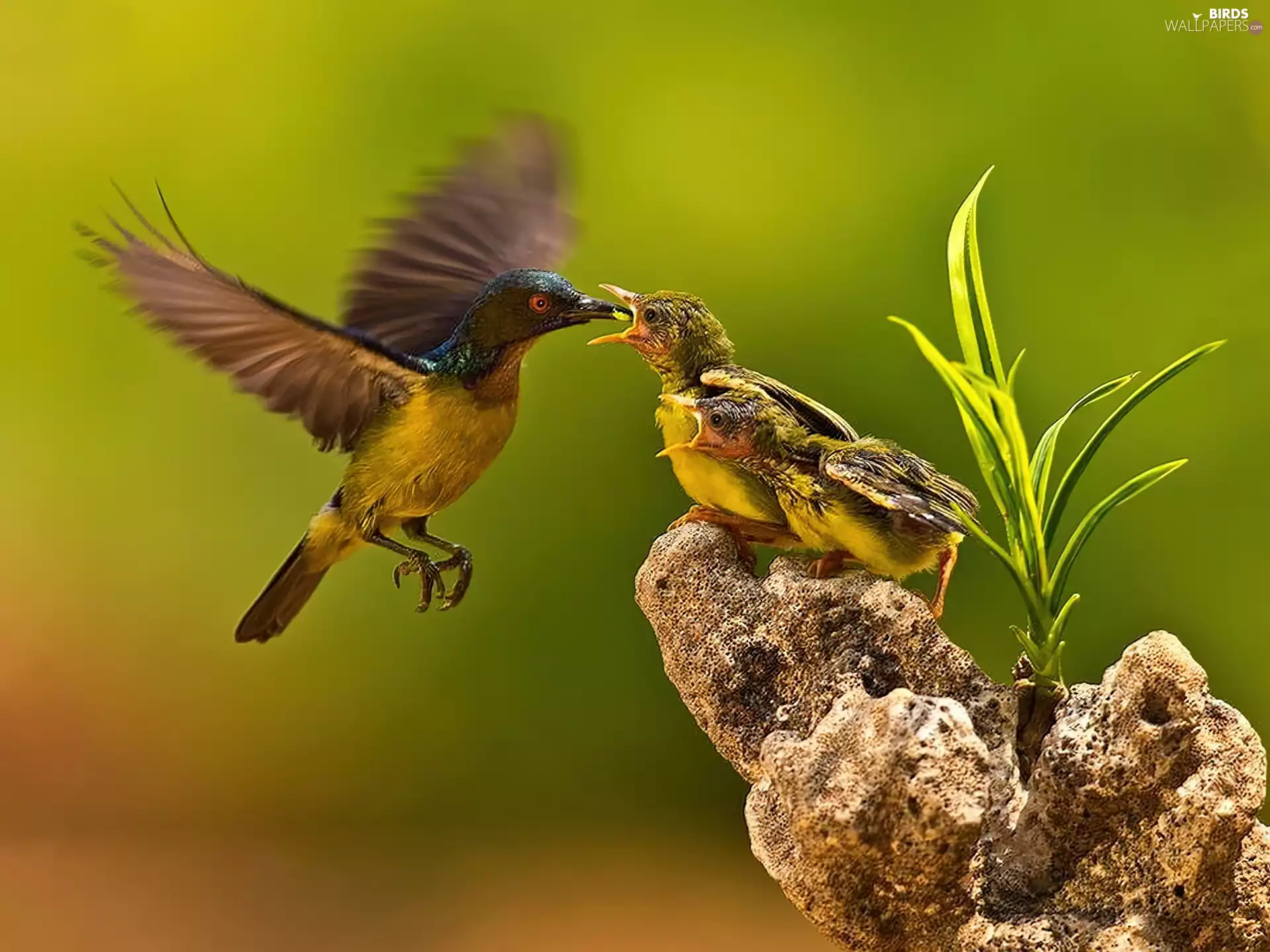 feeding, birds, flycatchers