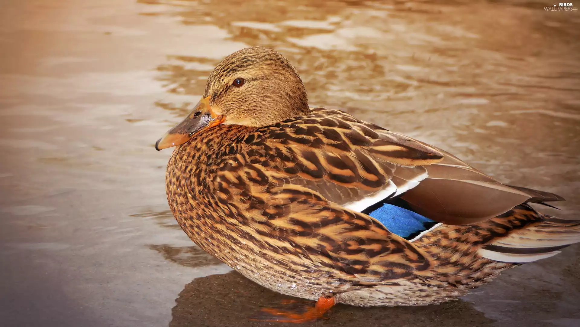 Bird, Mallard Duck, female