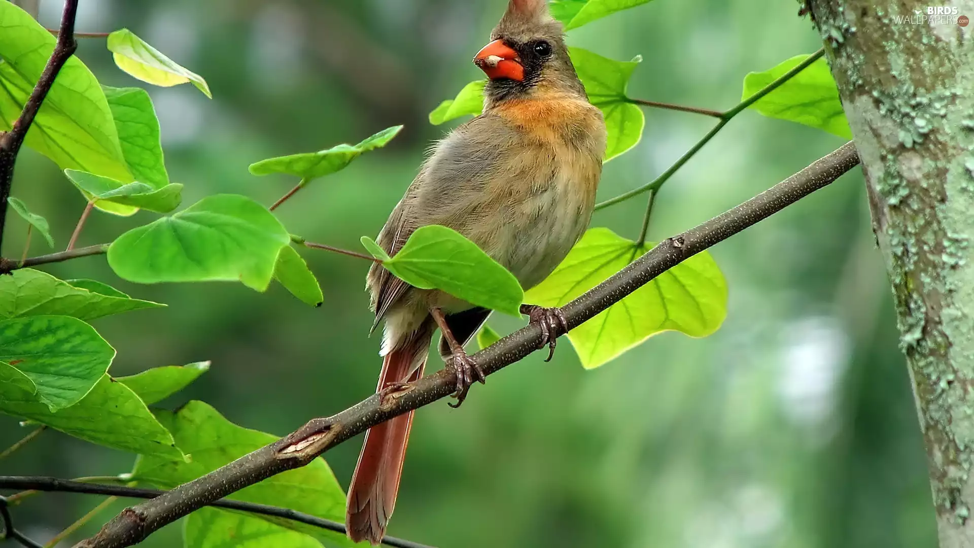 female, Bird, cardinal
