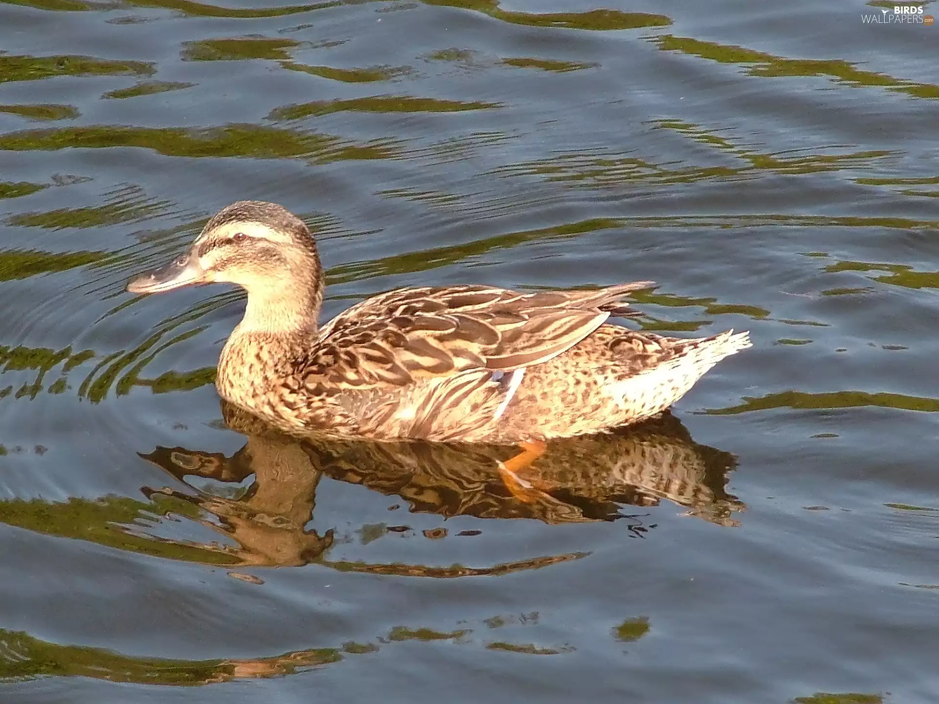 female, Mallard Duck