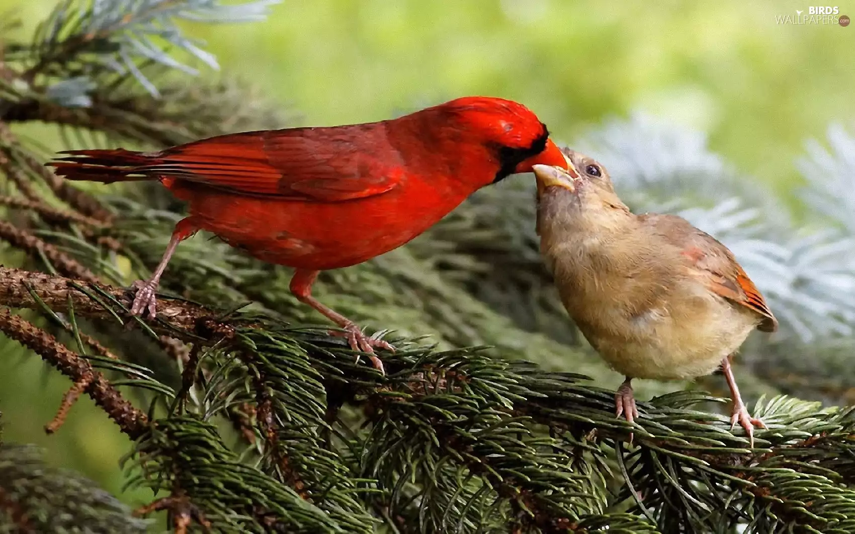 female, Cardinals, male