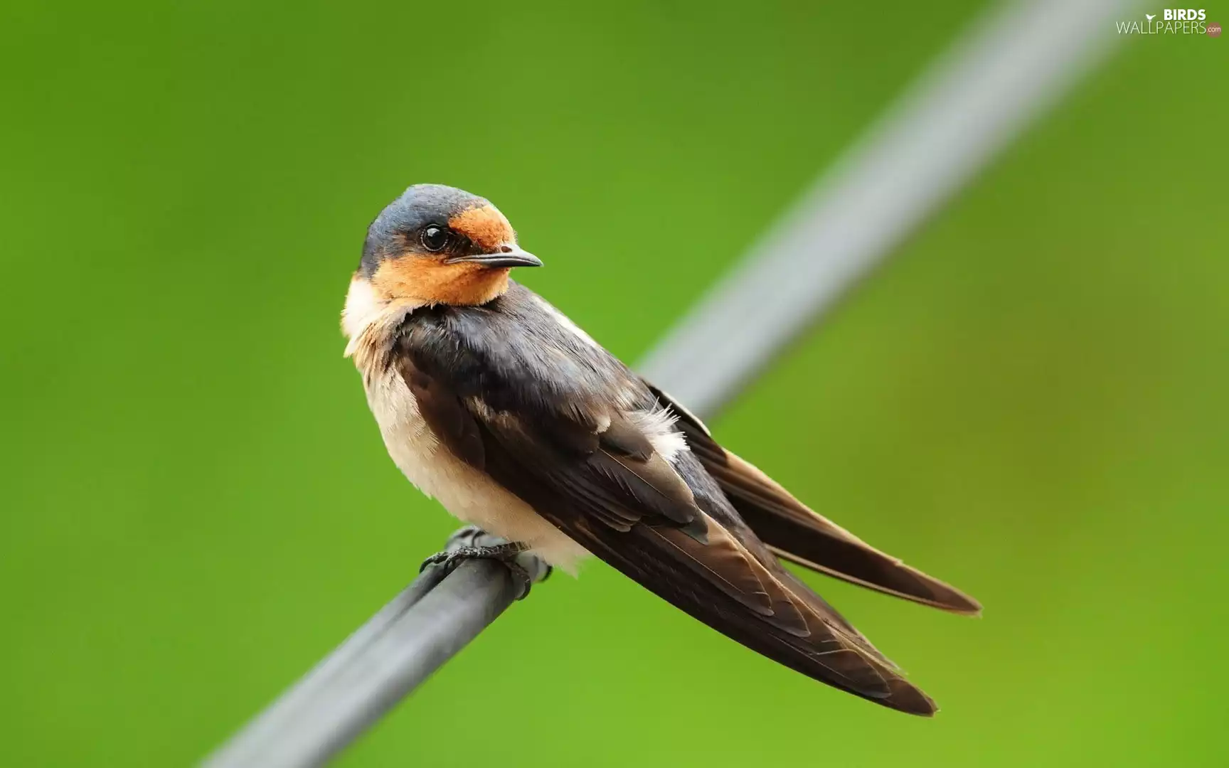 female, swallow, swallow