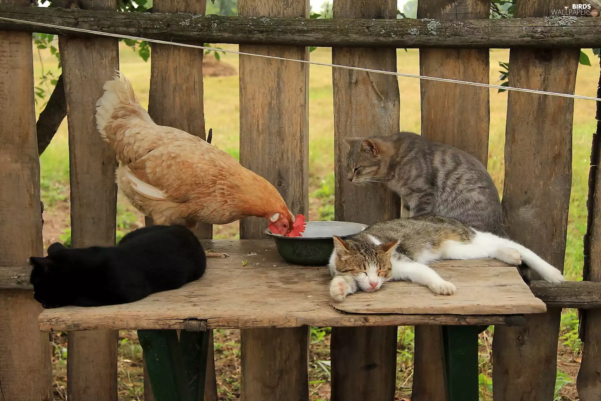 Fence, chicken, cats