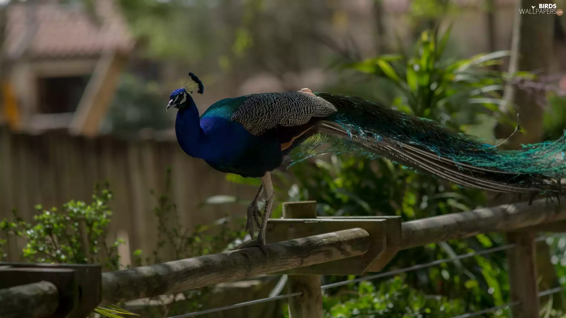 Bird, fence, Plants, Indian Peacock