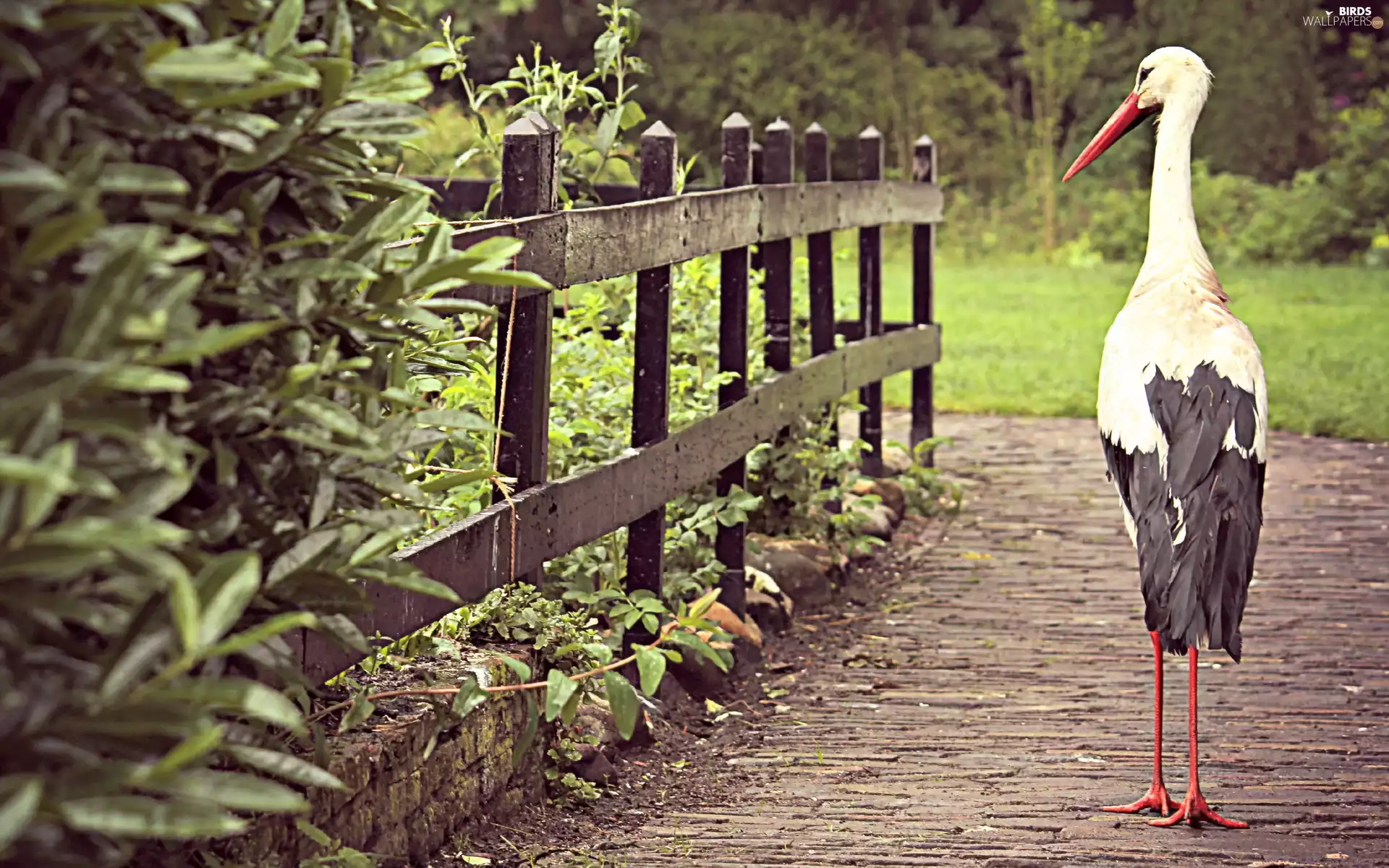 stork, Pavement, Plants, fence