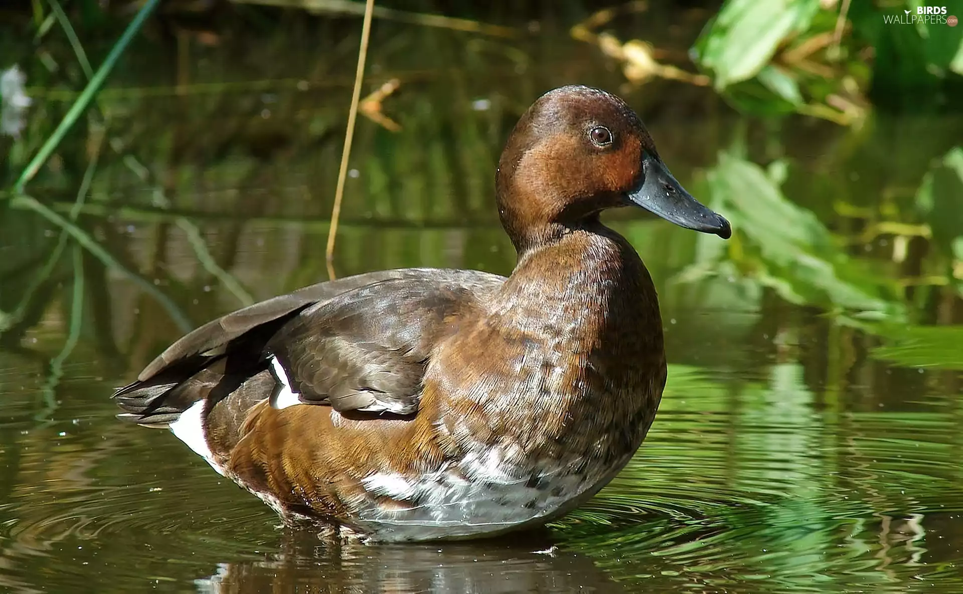 Ferruginous Duck