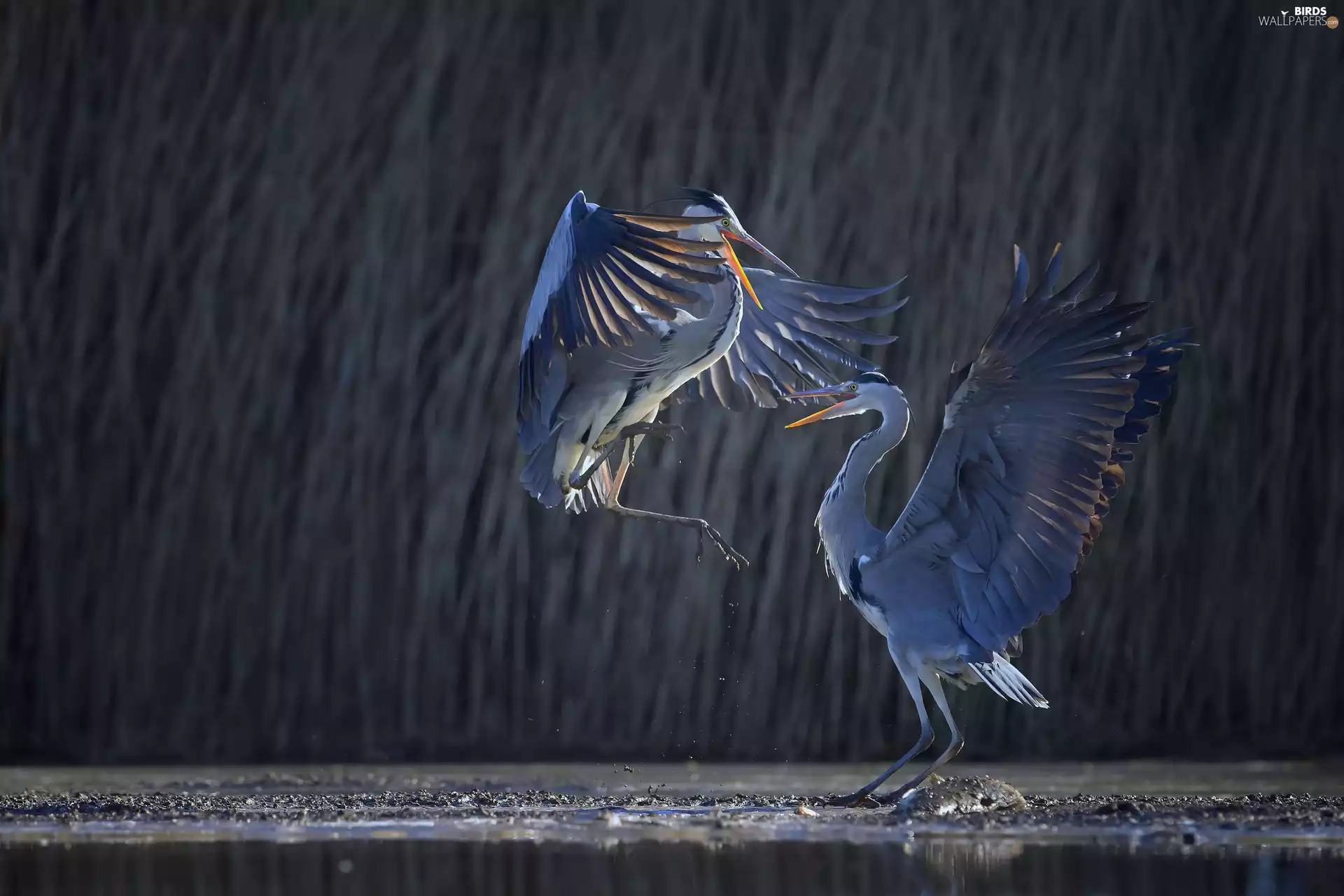 Great Blue Heron, festivities, water, dance