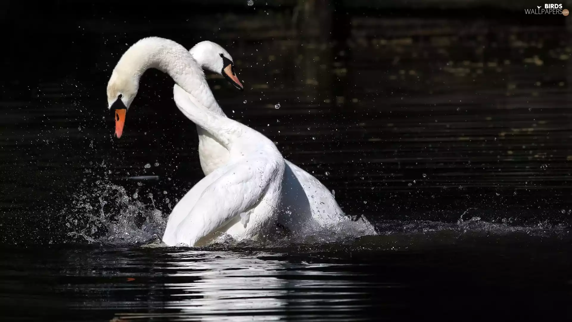 festivities, lake, Swan
