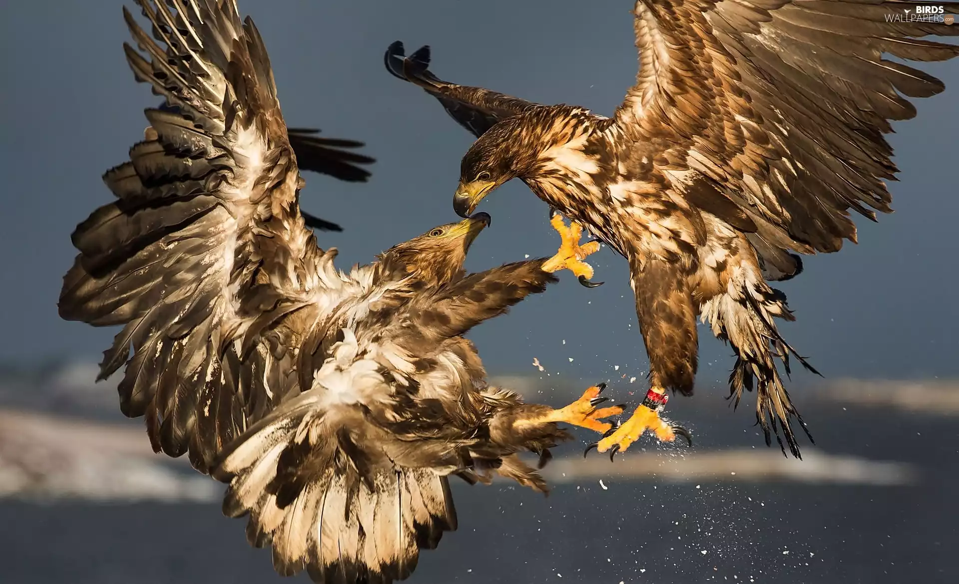 fighting, Golden Eagles