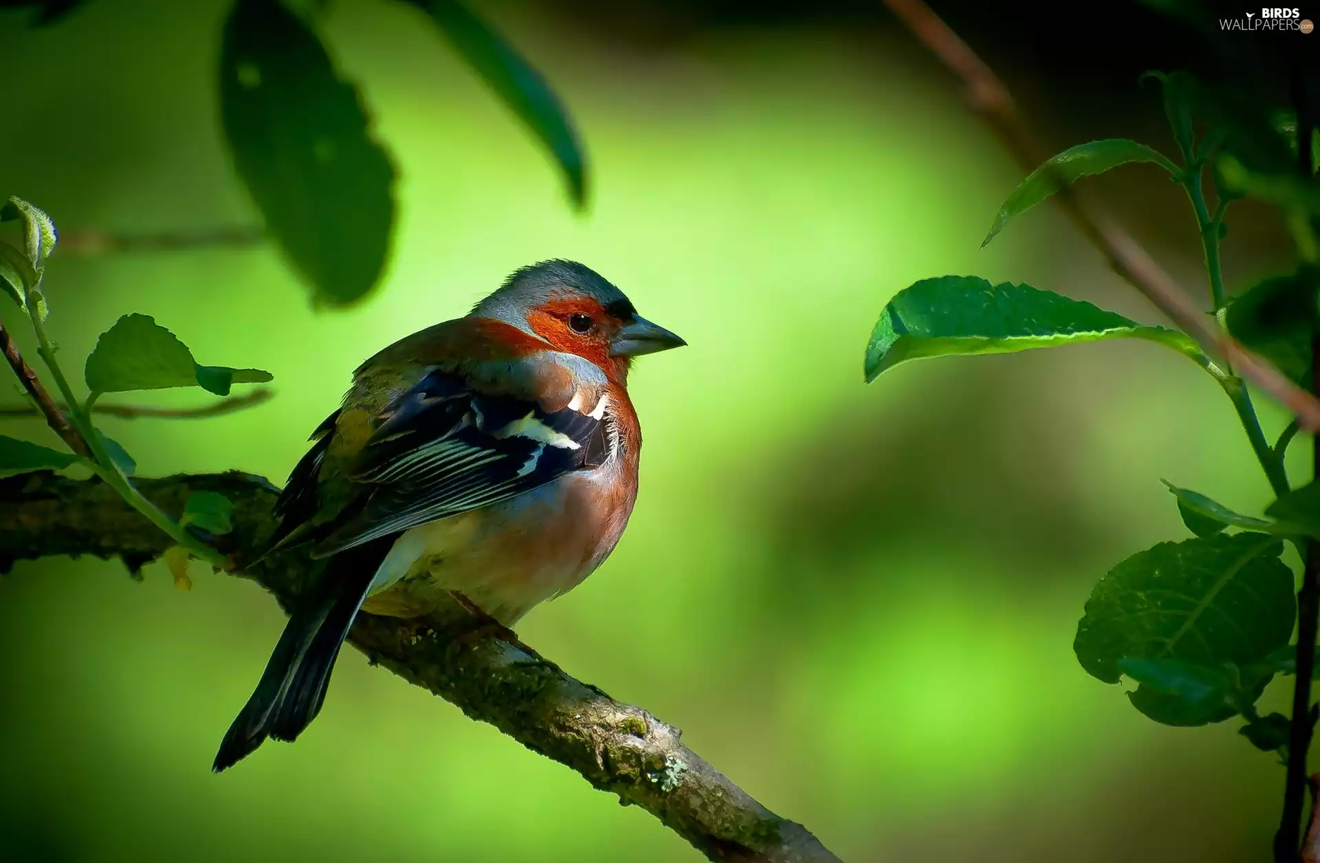 Bird, branch, Leaf, finch