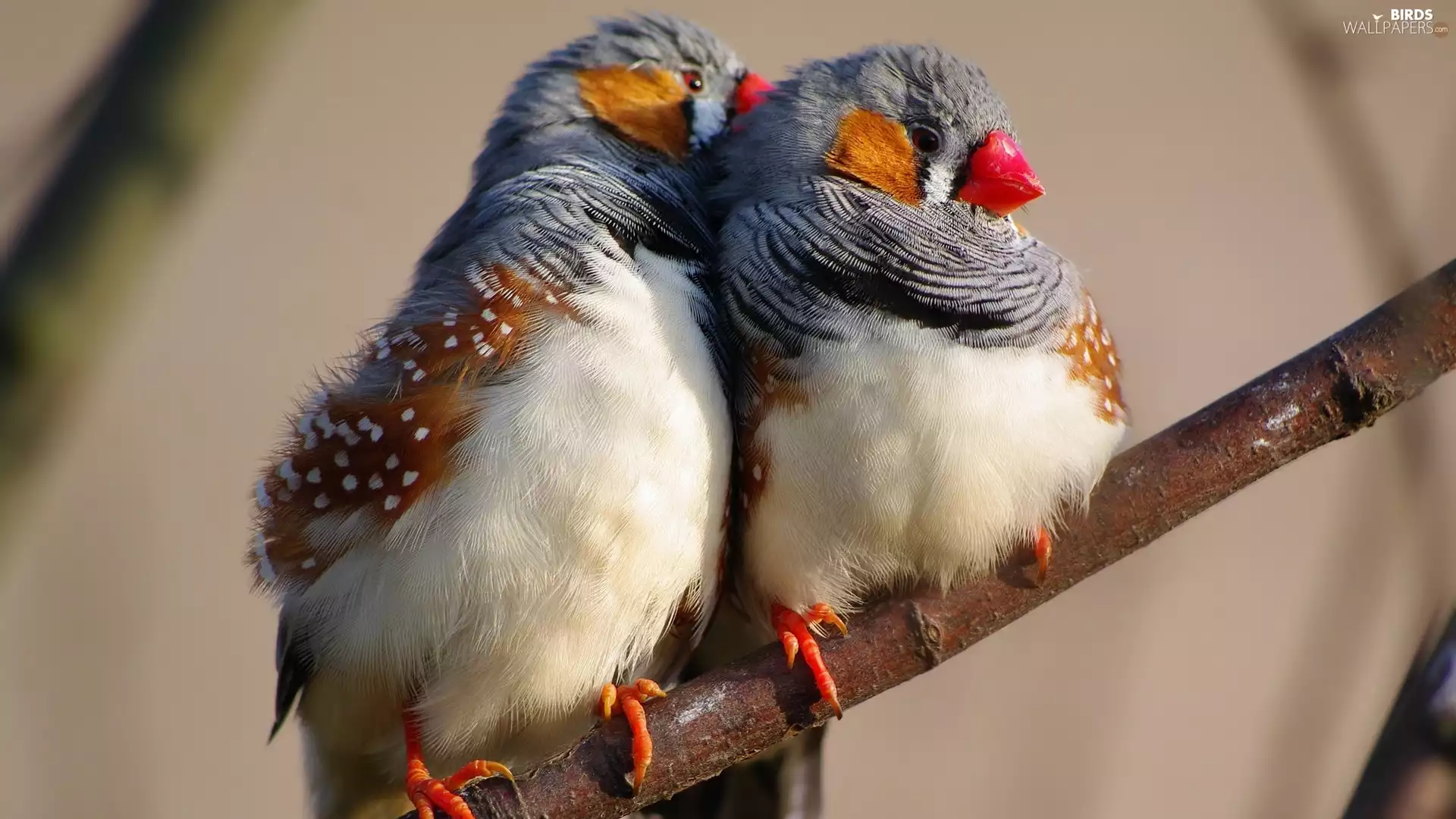 Two cars, Zebra Finch, twig, birds