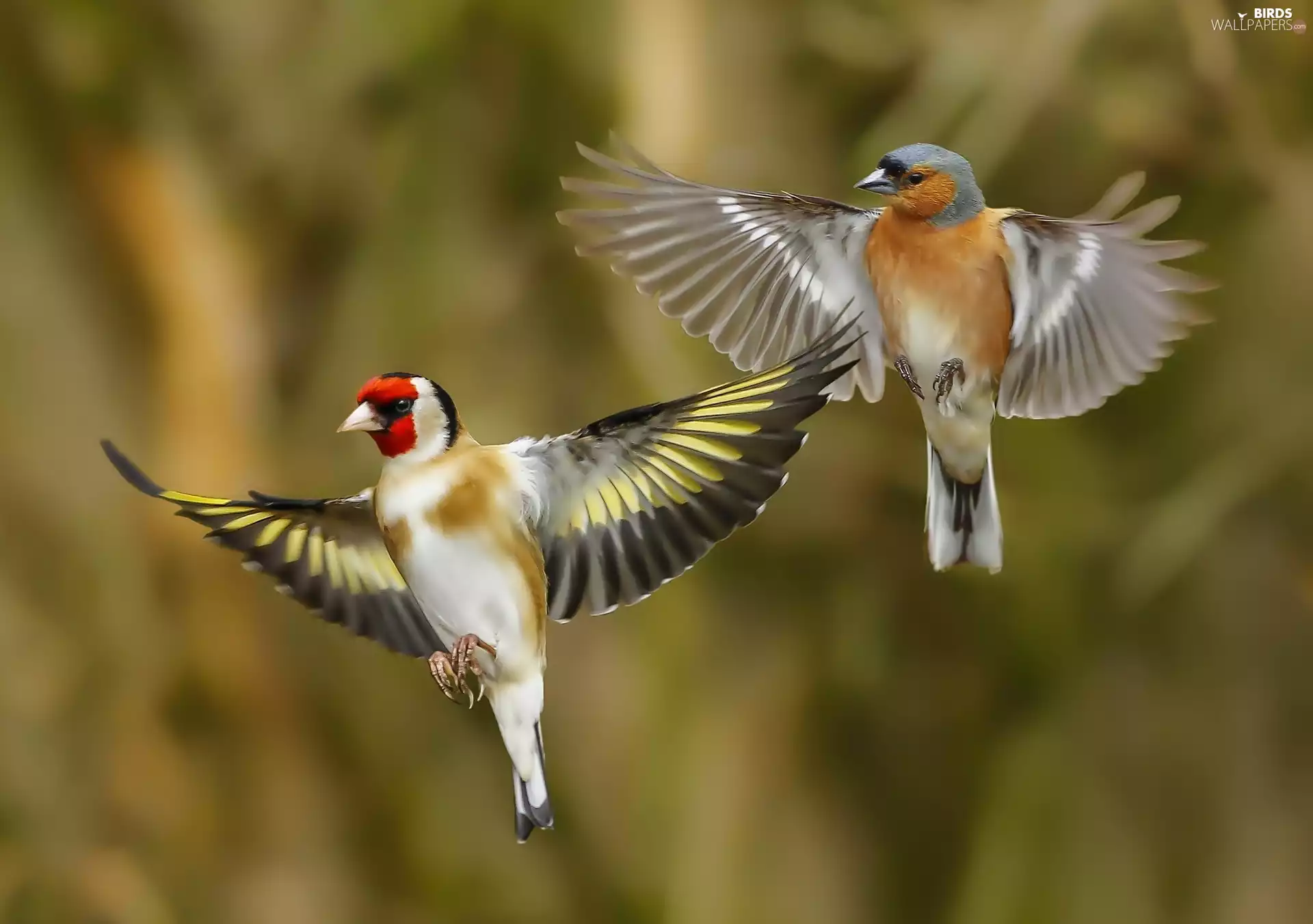 finch, flight, Birds on the log, goldfinch, Two cars