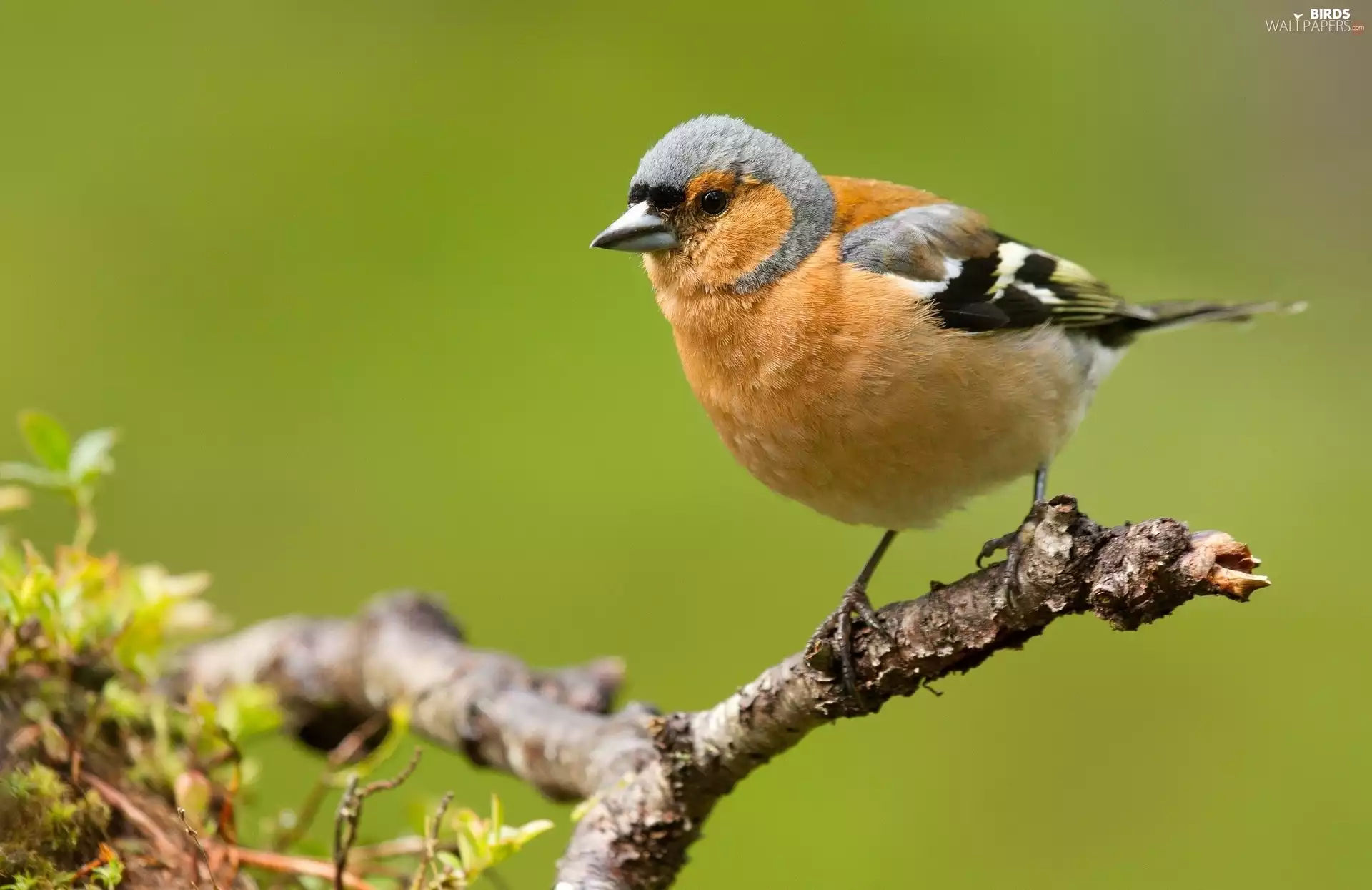 finch, birdies, twig