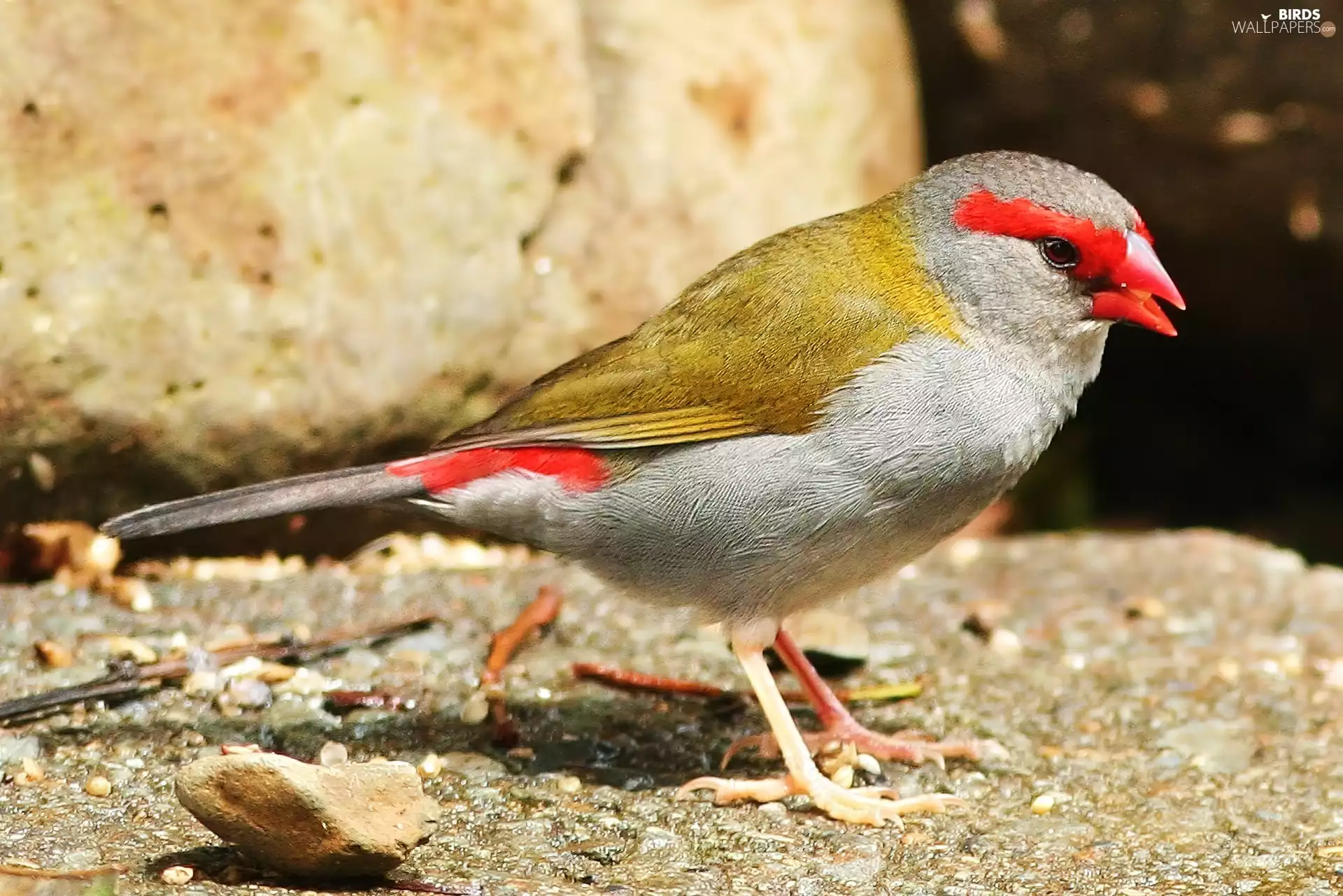 firetail Czerwonobrewy, pebbles