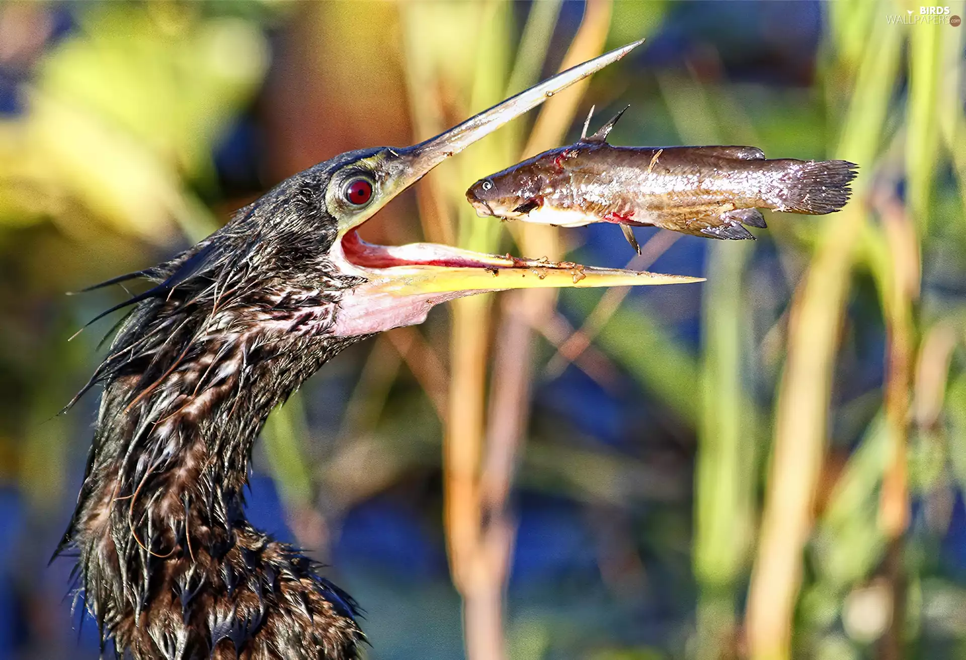 fish, Anhinga, American