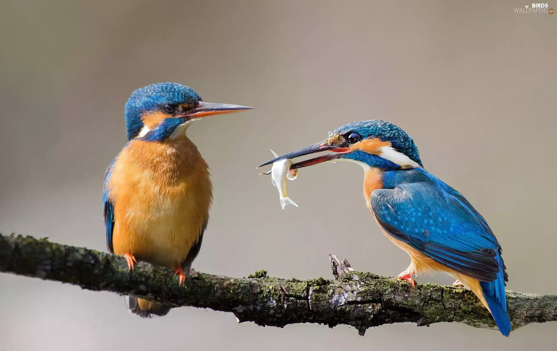 Fish, kingfishers, branch