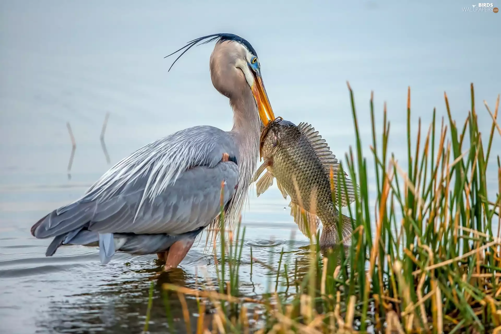 heron, grass, lake, Fish